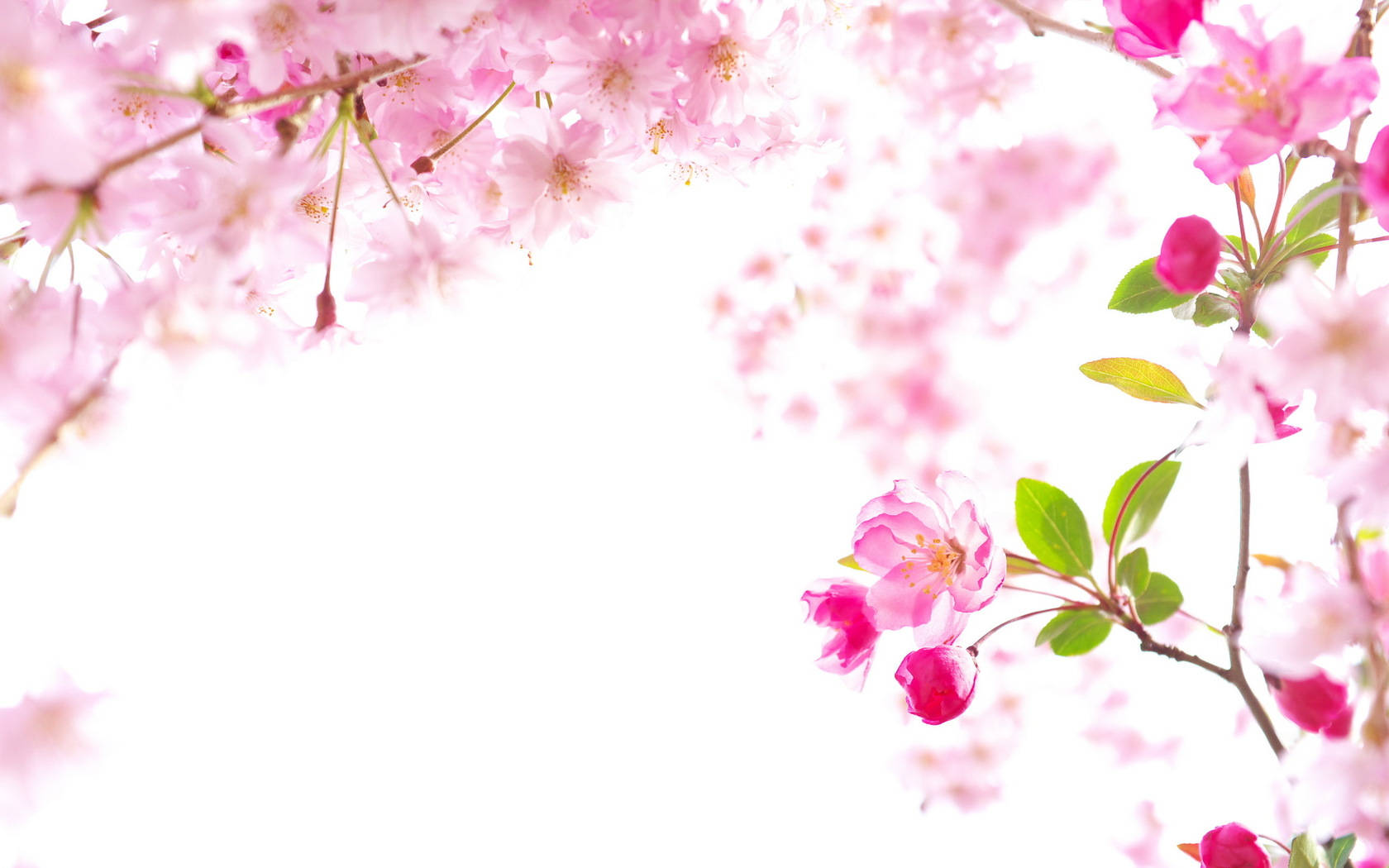 Beautiful Sakura In The Sky Wallpaper