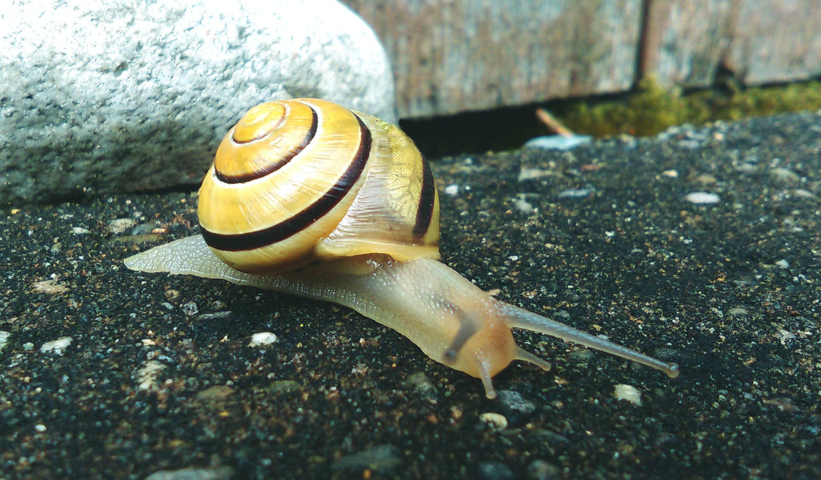 Beautiful Snail Wallpaper