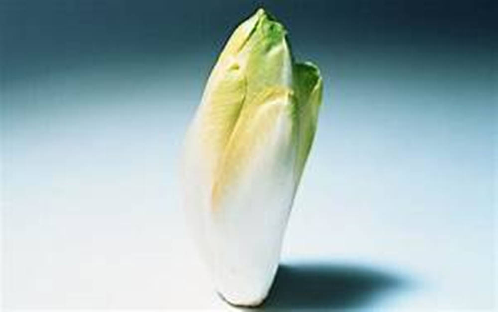 Belgian Endive Vegetable Light Colored Leaves Wallpaper