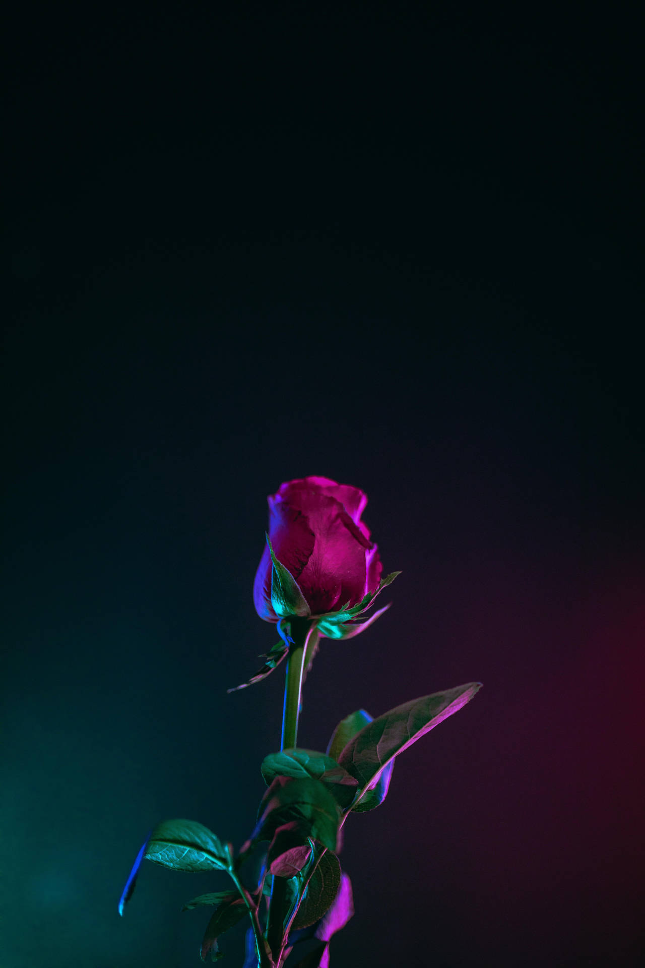 Best Oled Rose Neon Lights Wallpaper