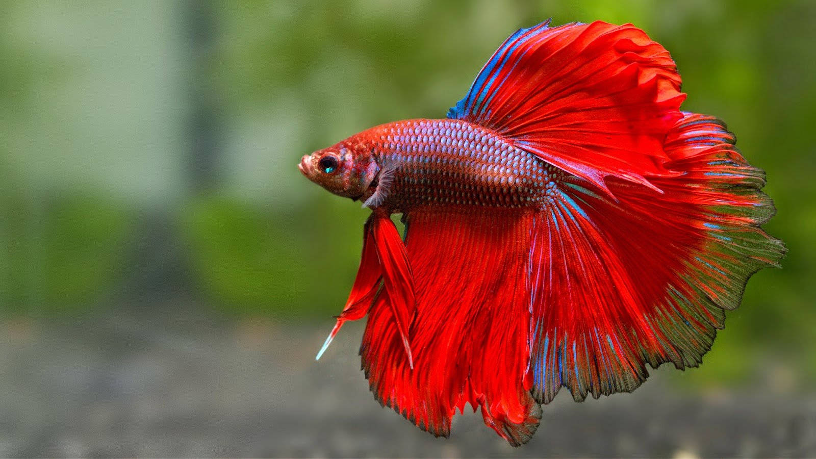 Betta Fish Full Hd 1600x900 Wallpaper