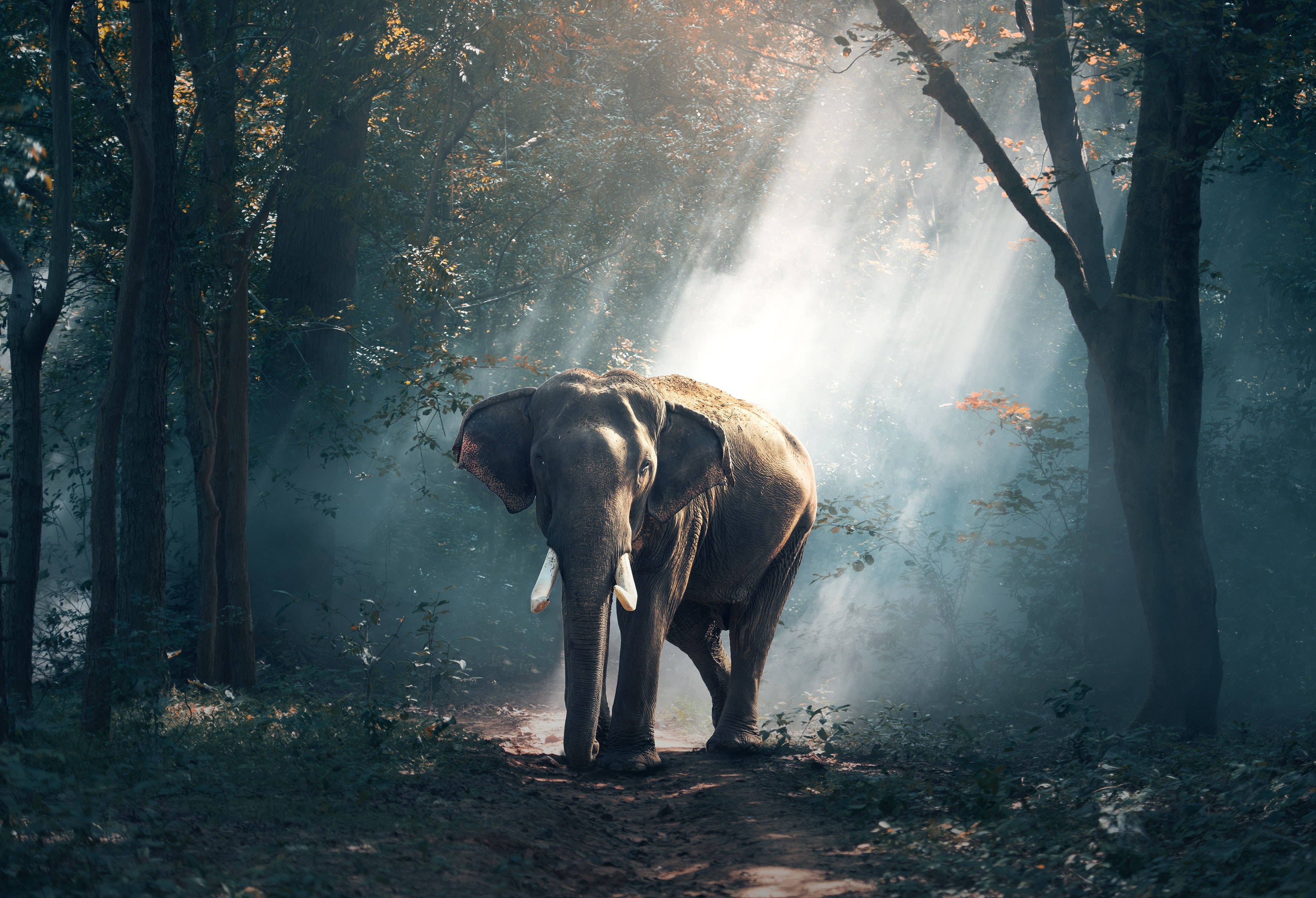 Big 3d Desktop Elephant Wallpaper