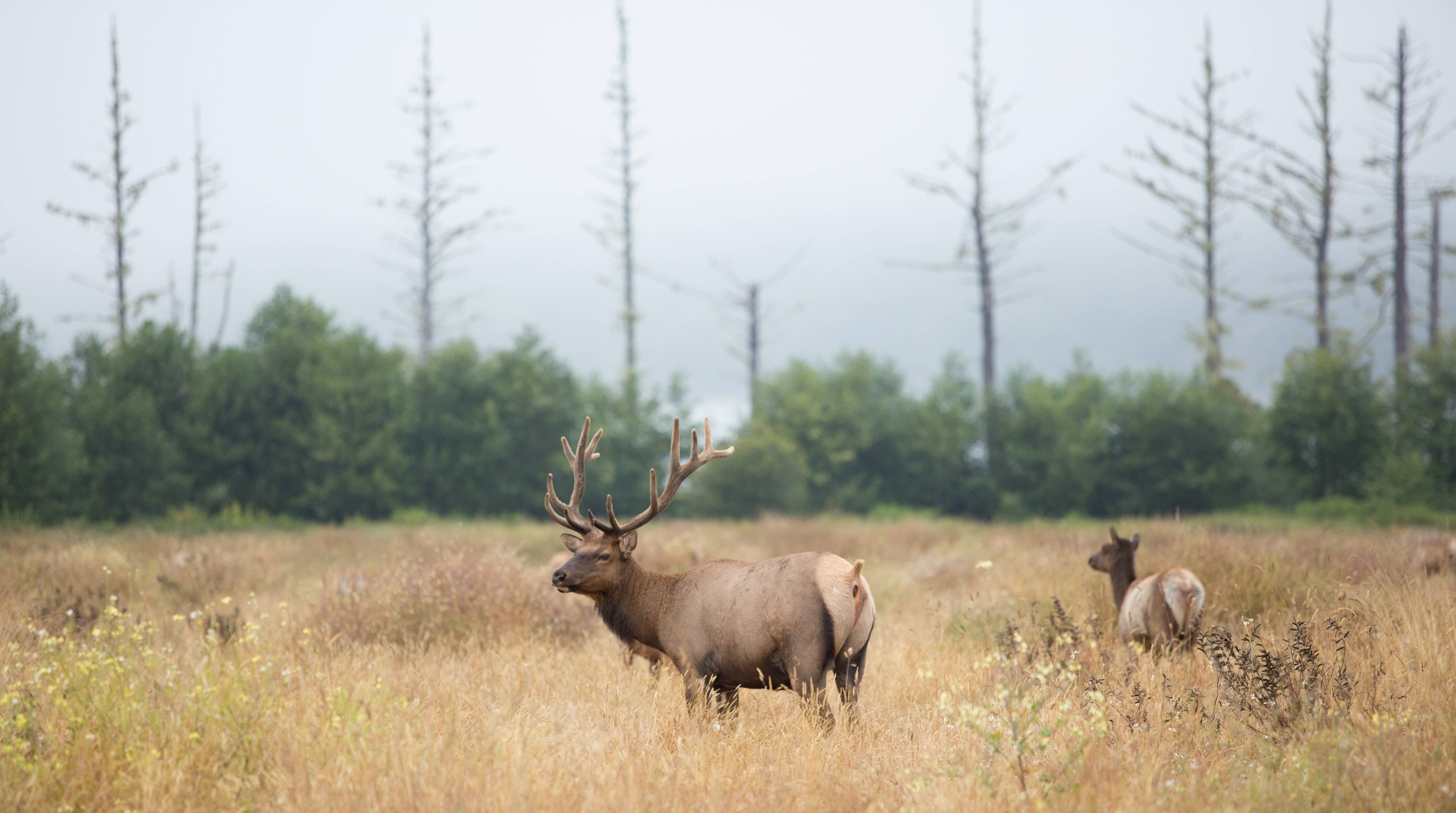 Big Buck Cute Butt Wallpaper