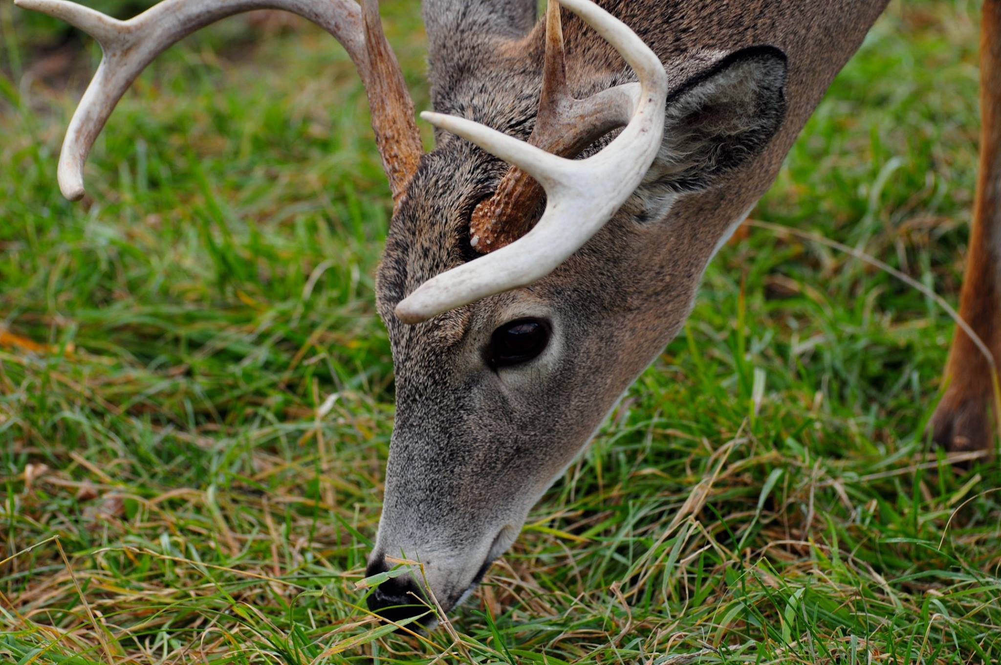 Big Buck Eating Wallpaper