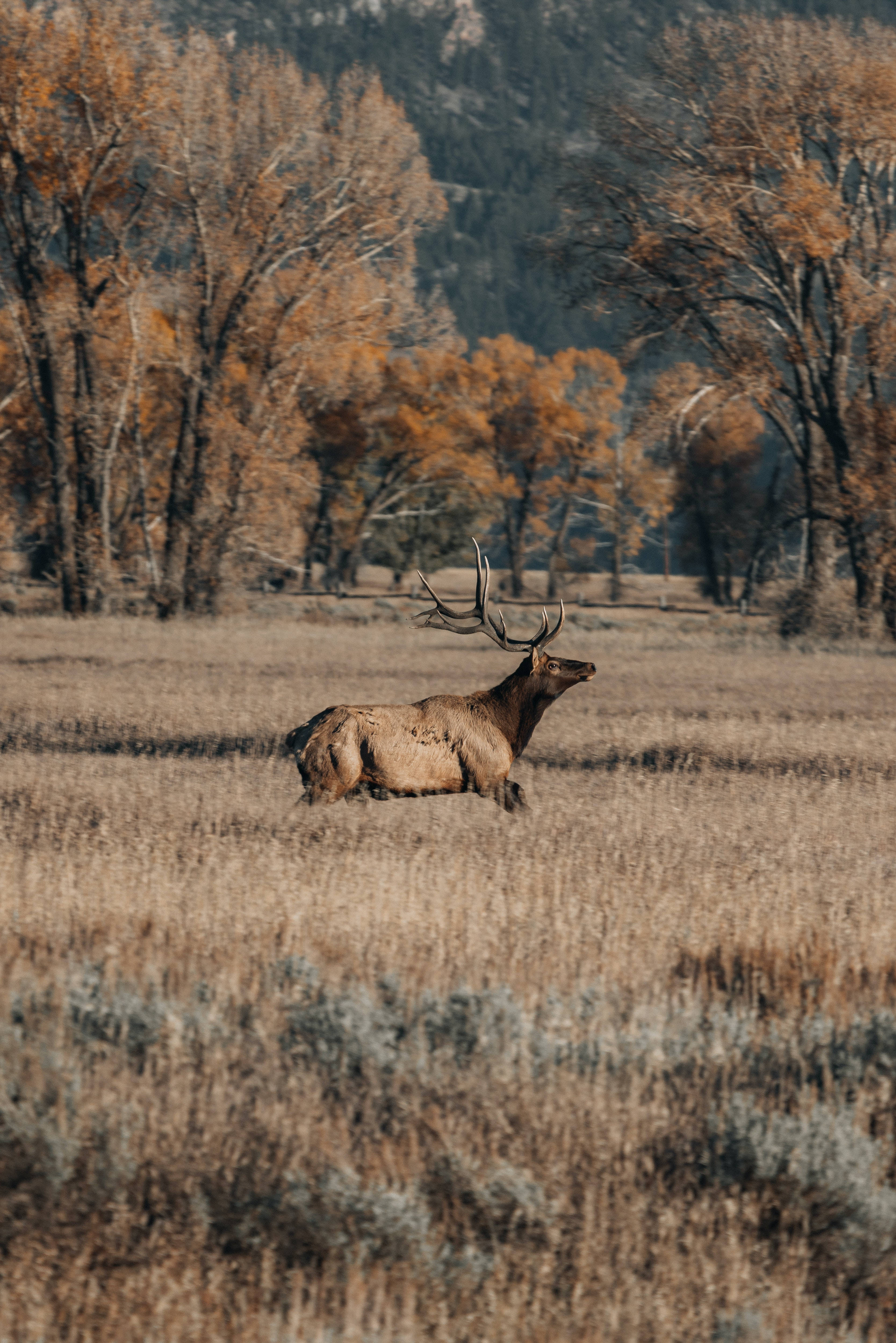 Big Buck In Nature Wallpaper