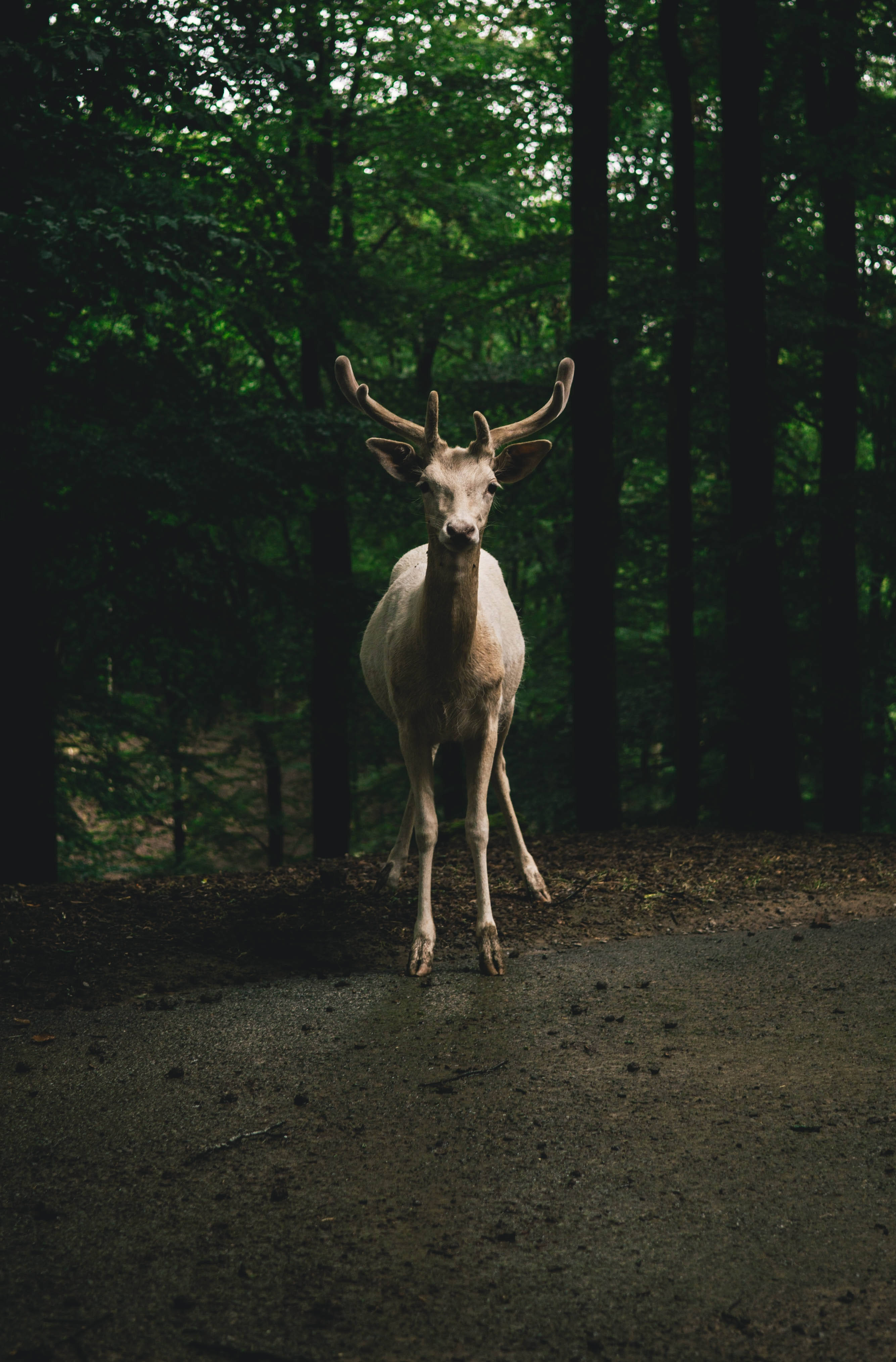 Big Buck Roadside Wallpaper