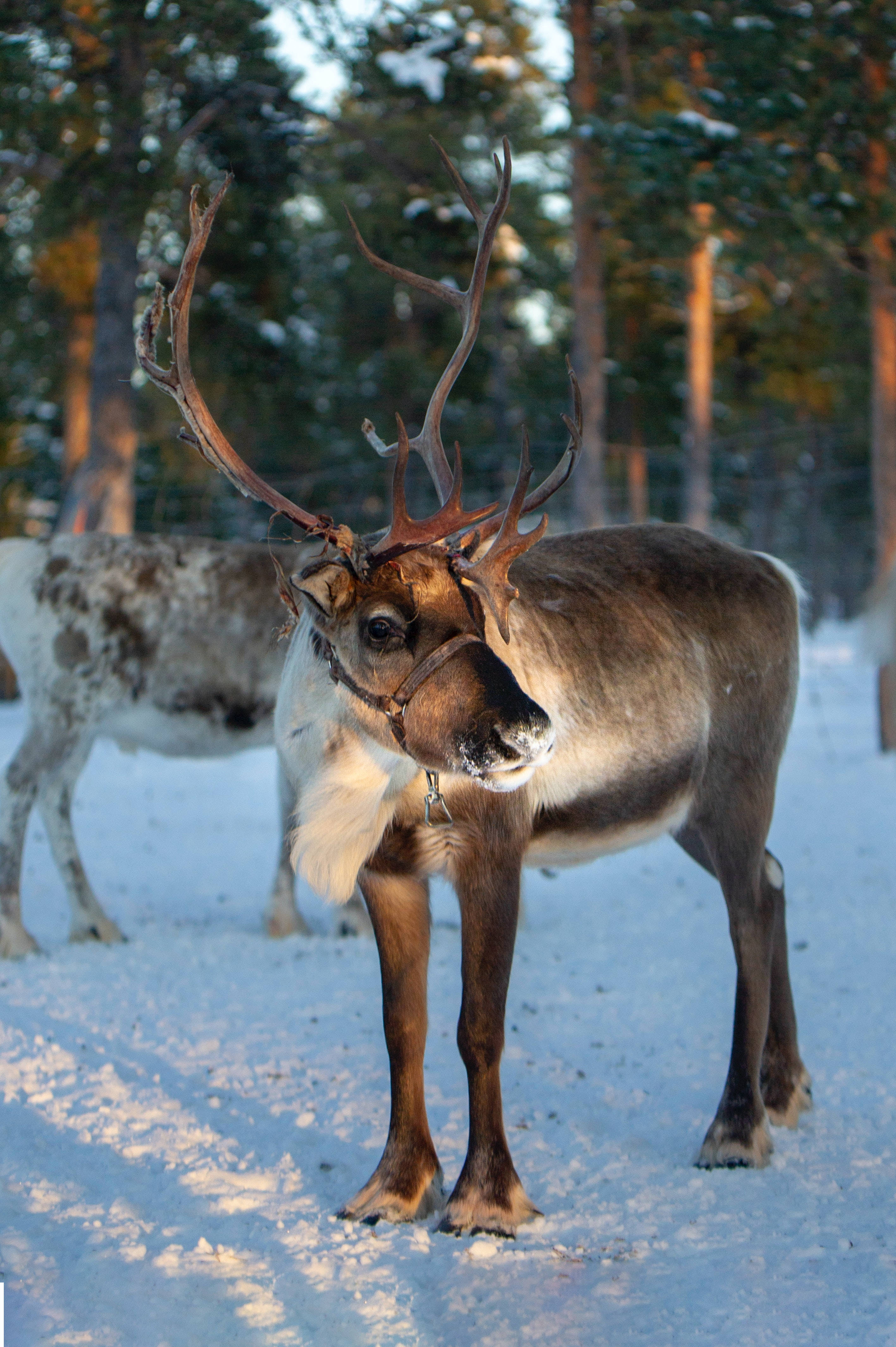 Big Buck Snowy Ground Wallpaper