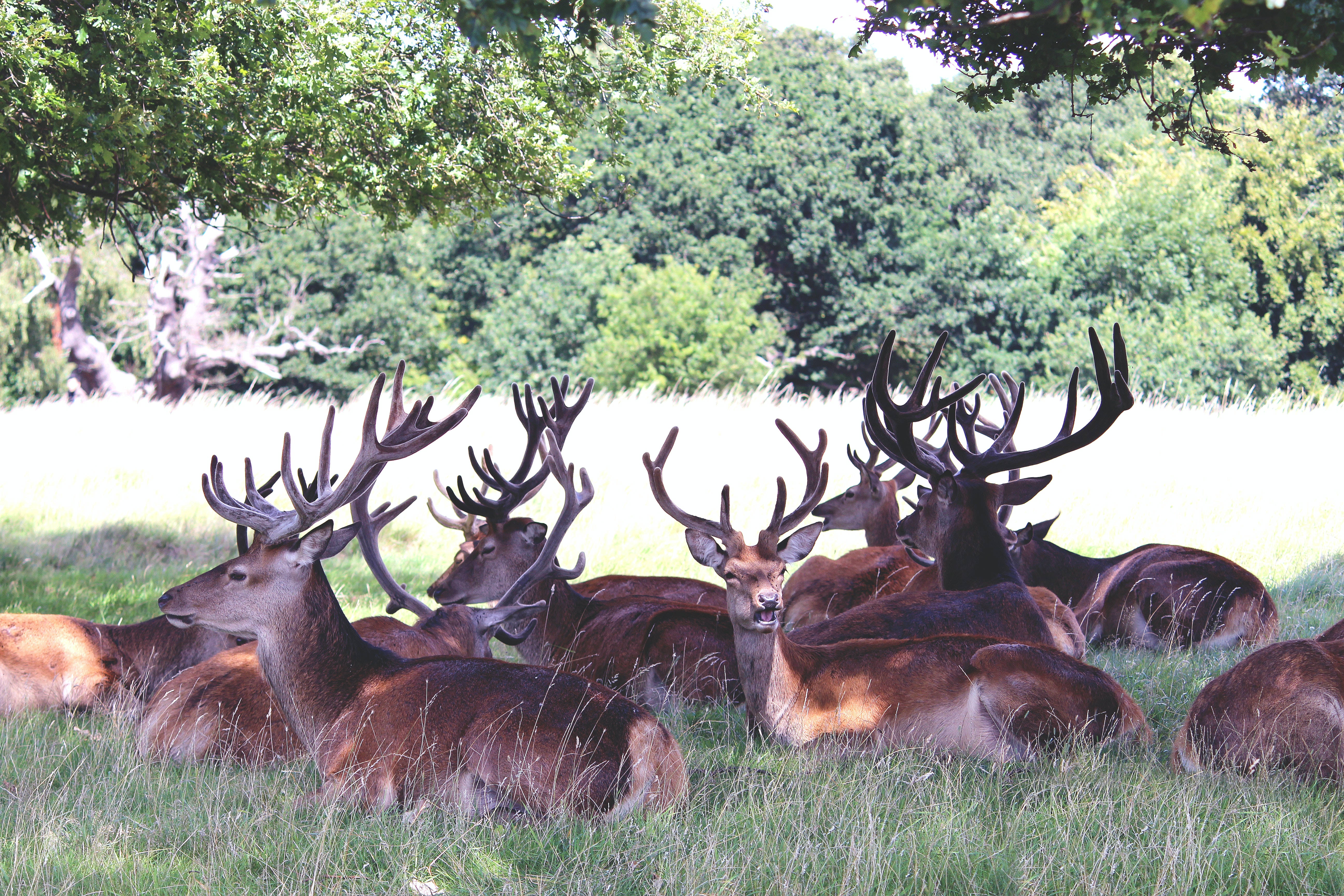 Big Buck Under A Tree Wallpaper