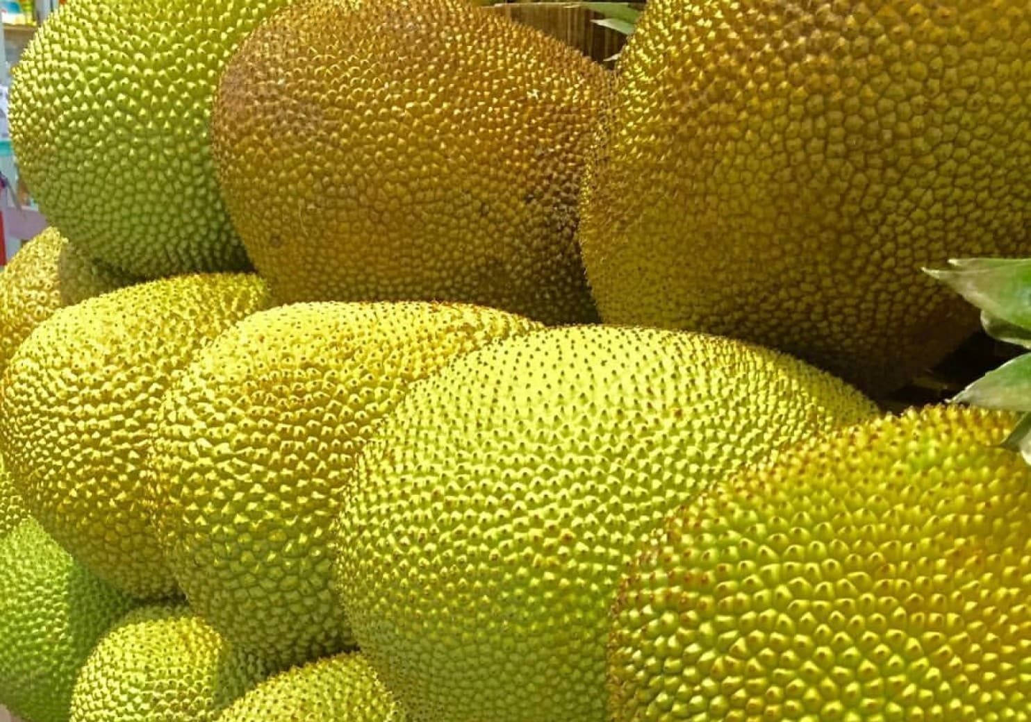 Big Ripe Jackfruits Wallpaper