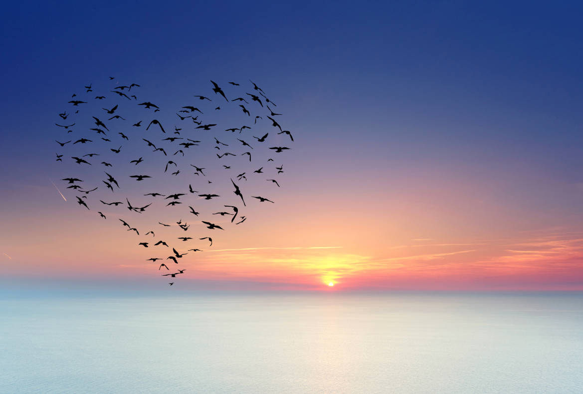 Bird Life In The Sky Wallpaper