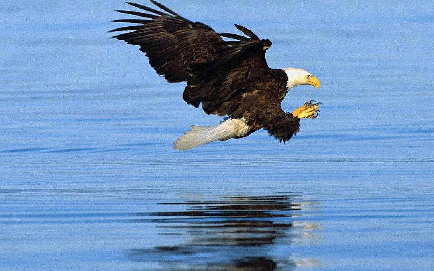 Bird Of Prey Bald Eagle Wallpaper