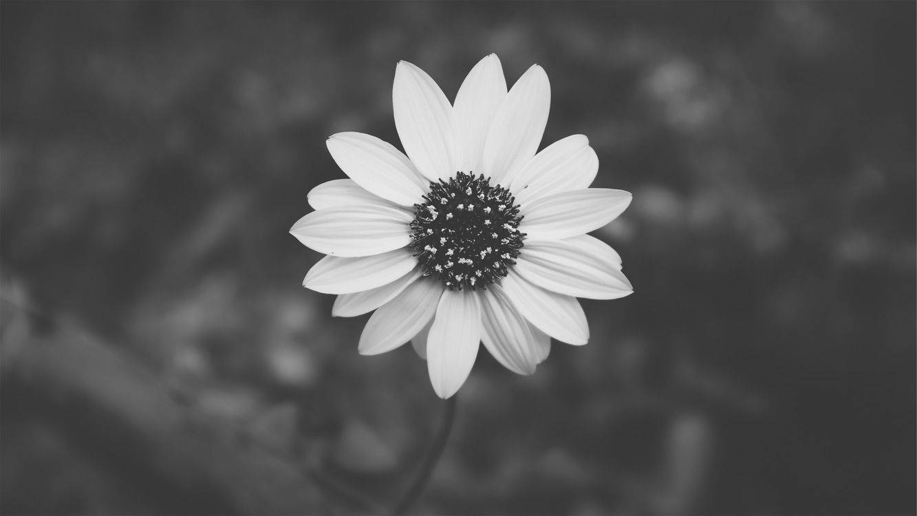 Black And White Aesthetic Daisy Wallpaper