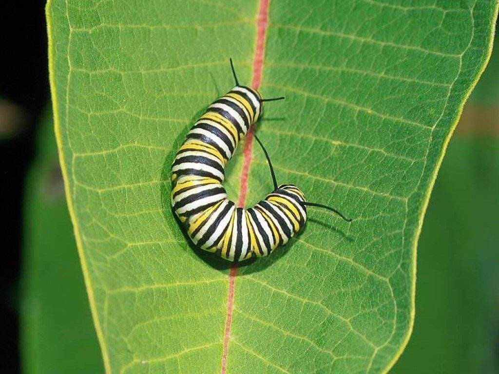 Black And White Caterpillar Wallpaper
