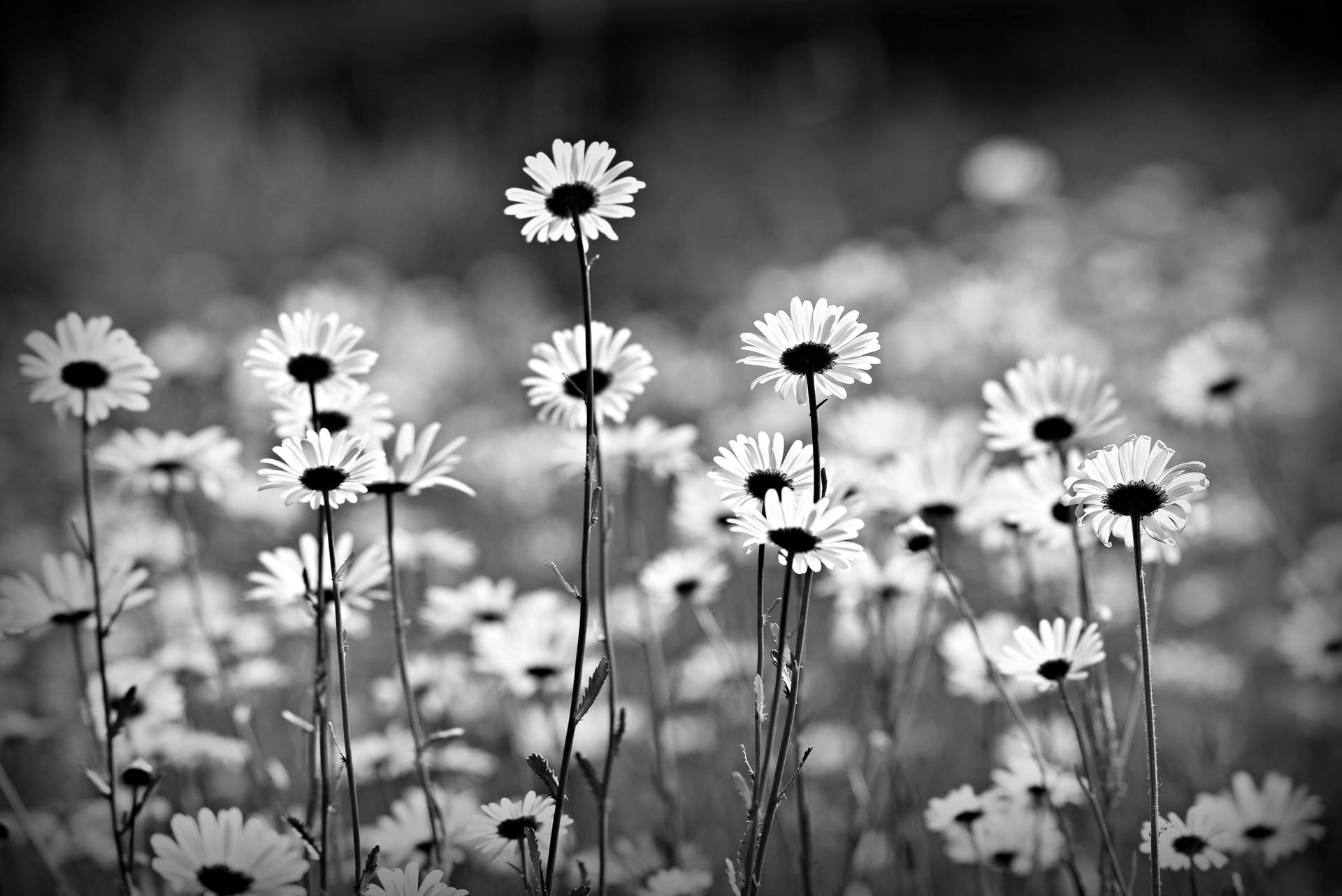 Black And White Daisy Aesthetic Wallpaper