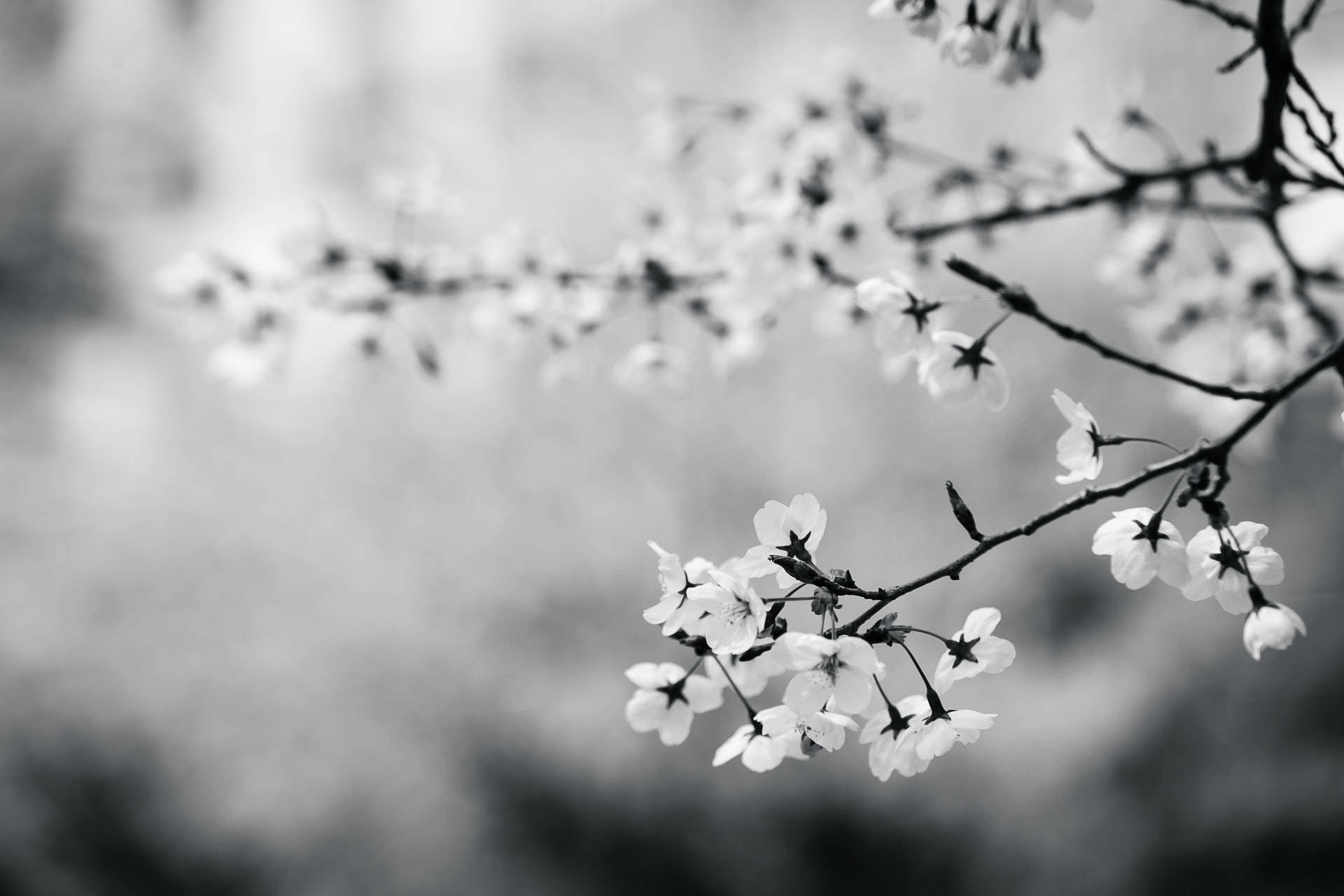 Black And White Photography Flowers On Branches Wallpaper