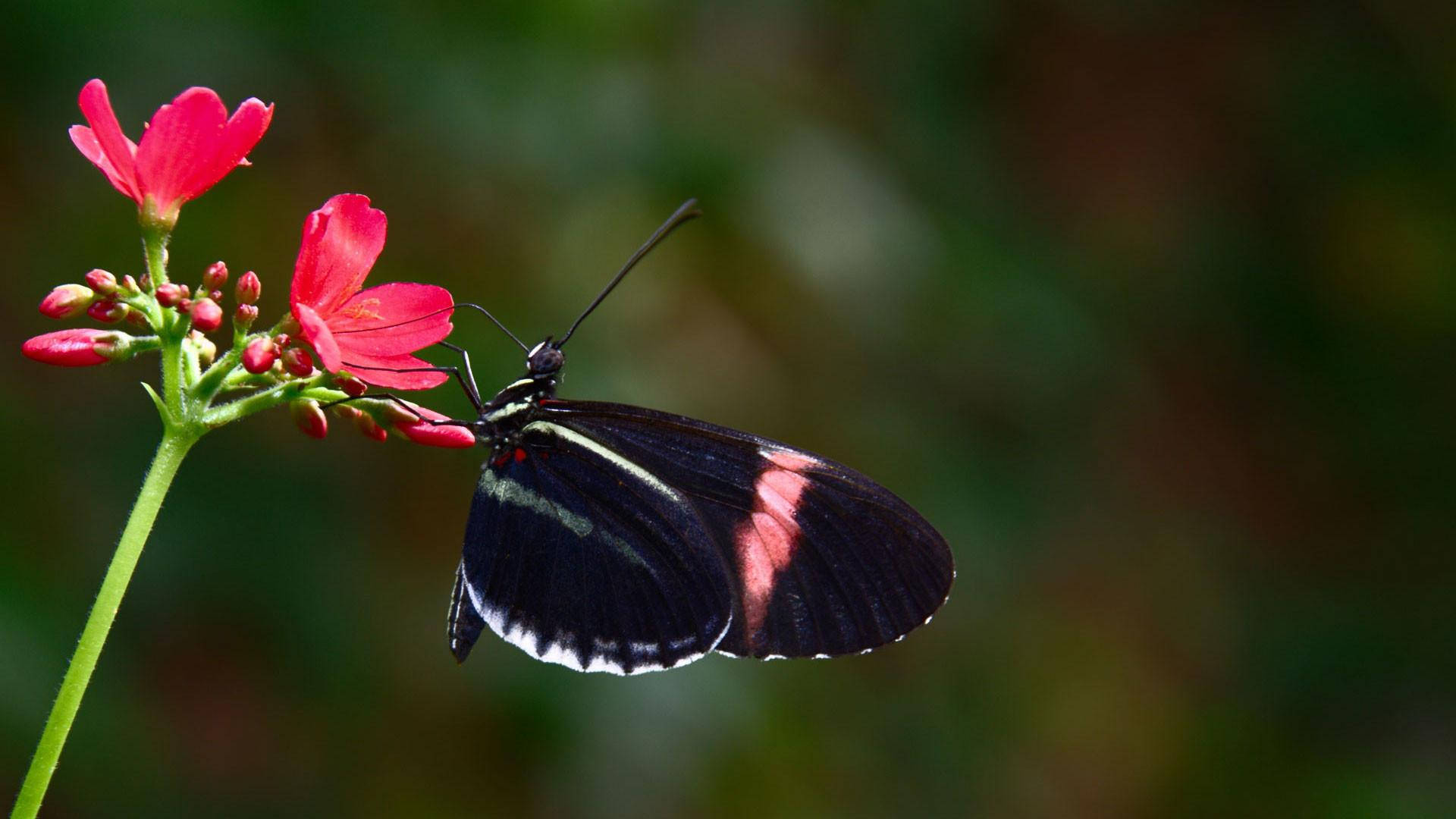 Black Butterfly Pink And White Streaks Wallpaper