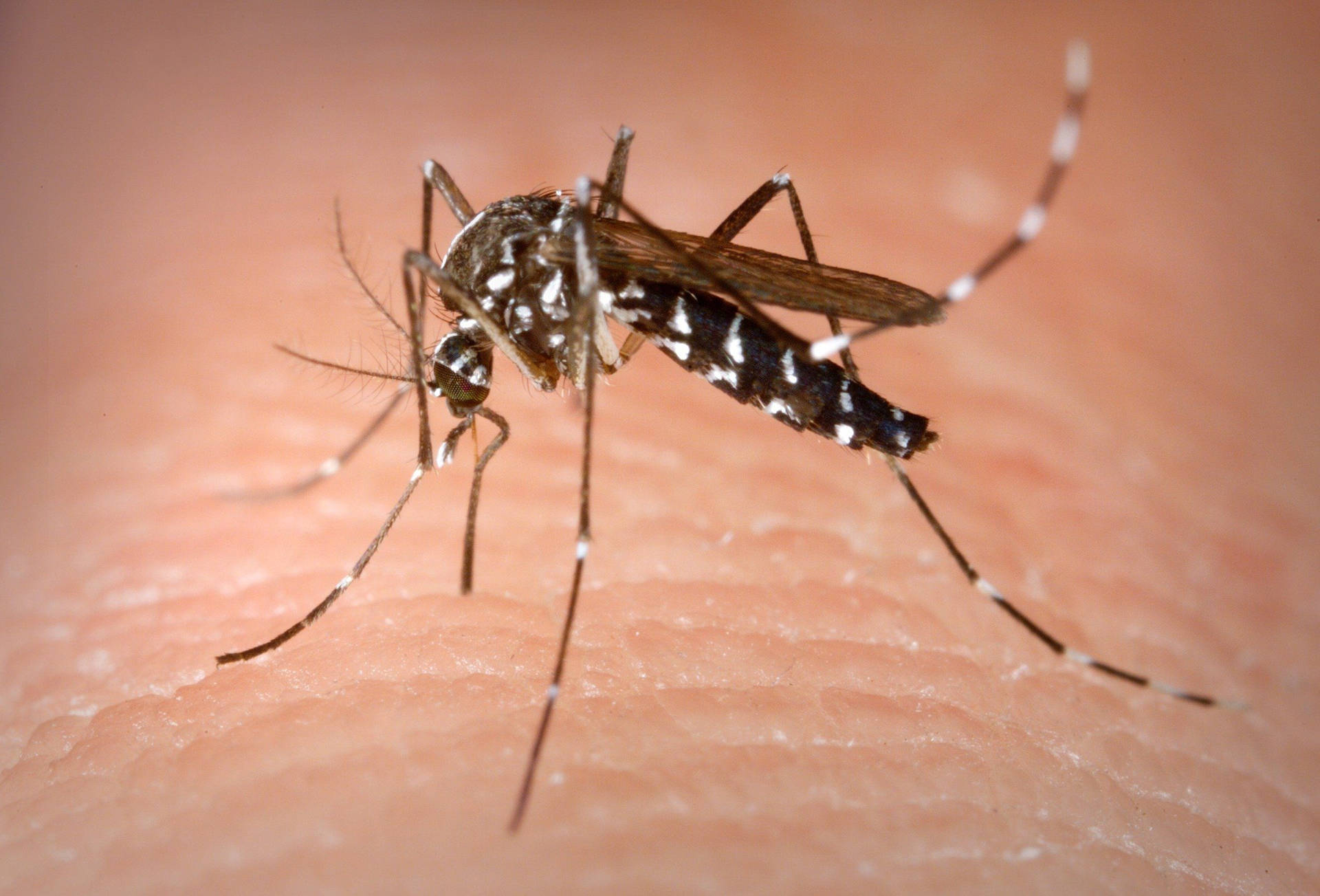 Black Mosquito With White Stripes Wallpaper