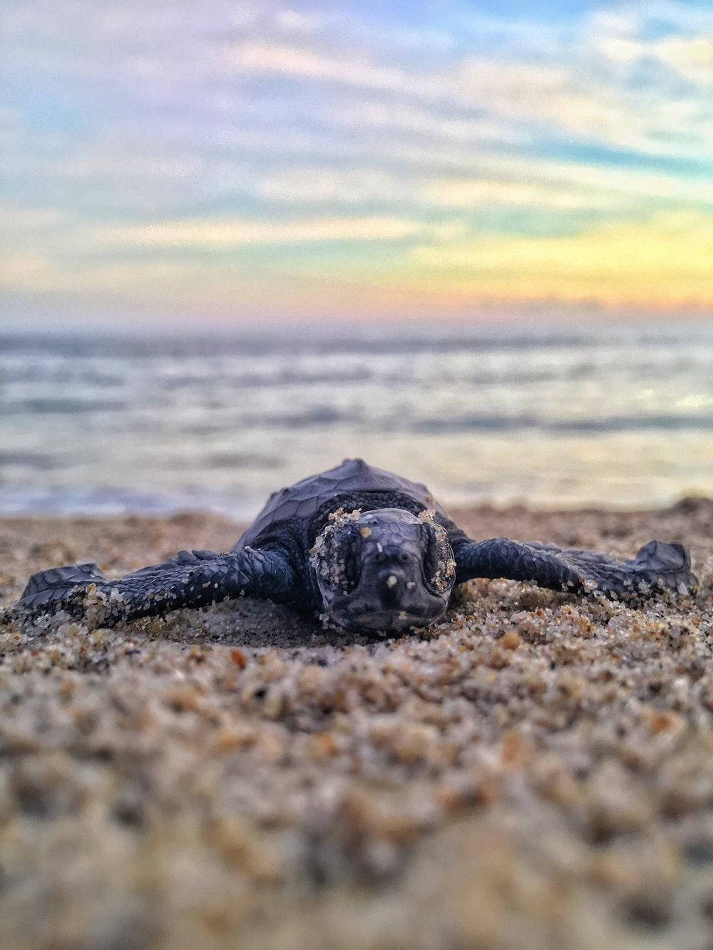 Black Sea Turtle Crawling On The Seashore Wallpaper