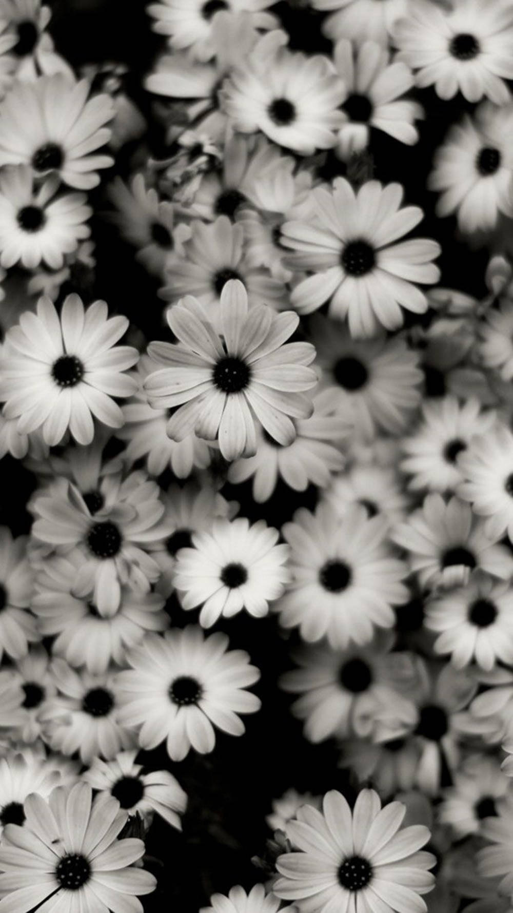 Black White Iphone Daisies Wallpaper