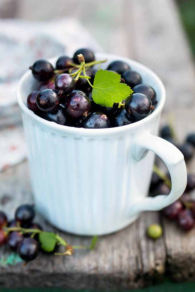 Blackcurrant In A Mug Wallpaper