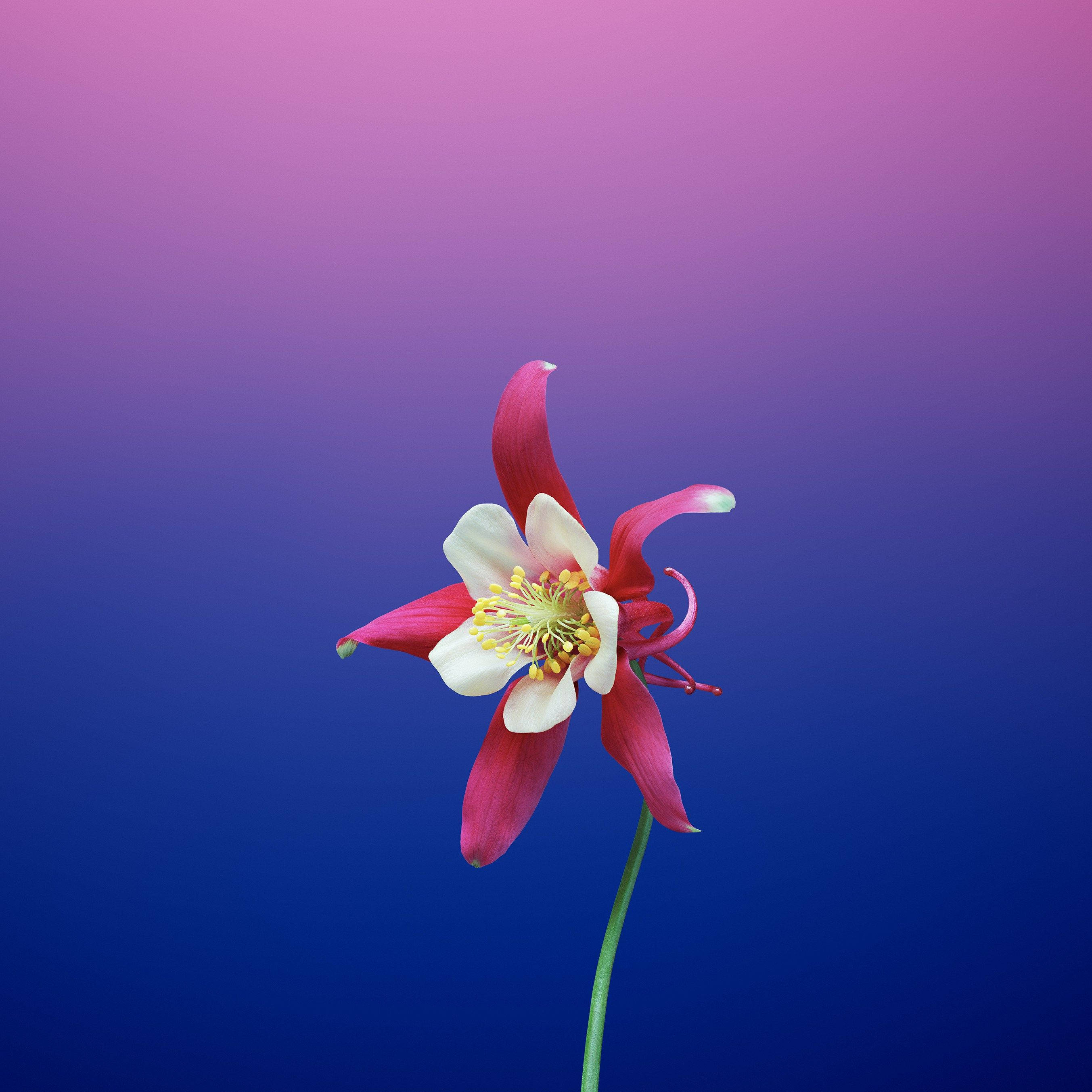 Blooming Aquilegia Apple Flower Wallpaper