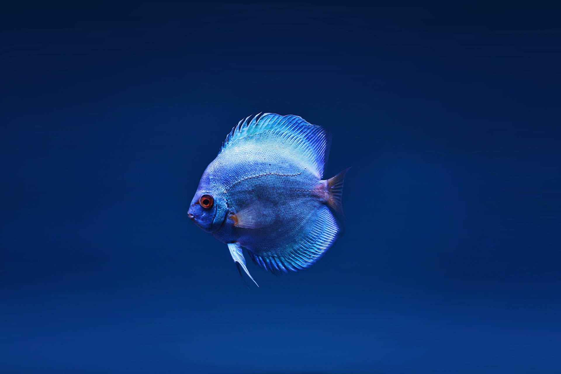 Blue Discus 4k Ultra Hd Fish Wallpaper