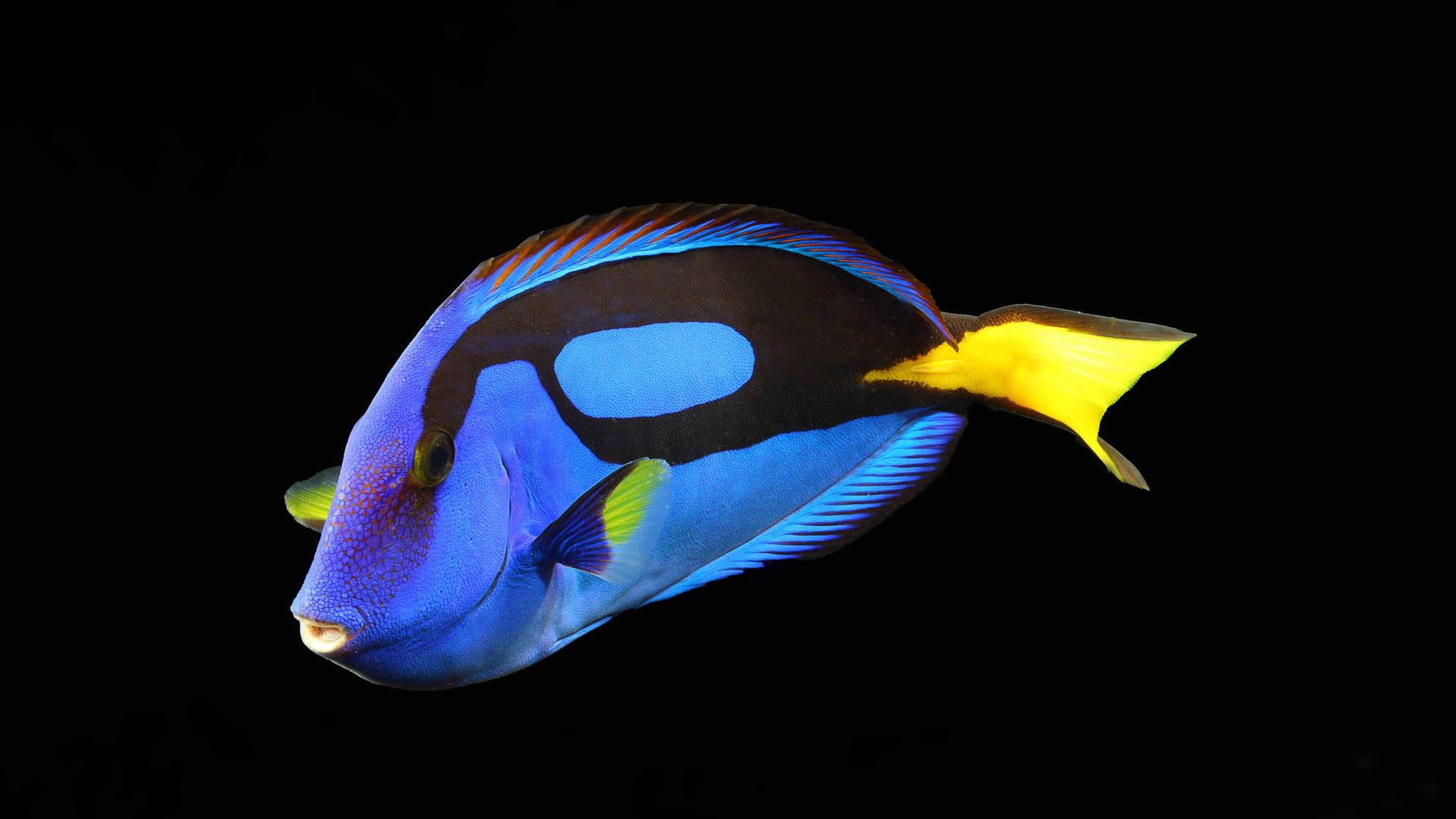 Blue Dory 4k Ultra Hd Fish Wallpaper