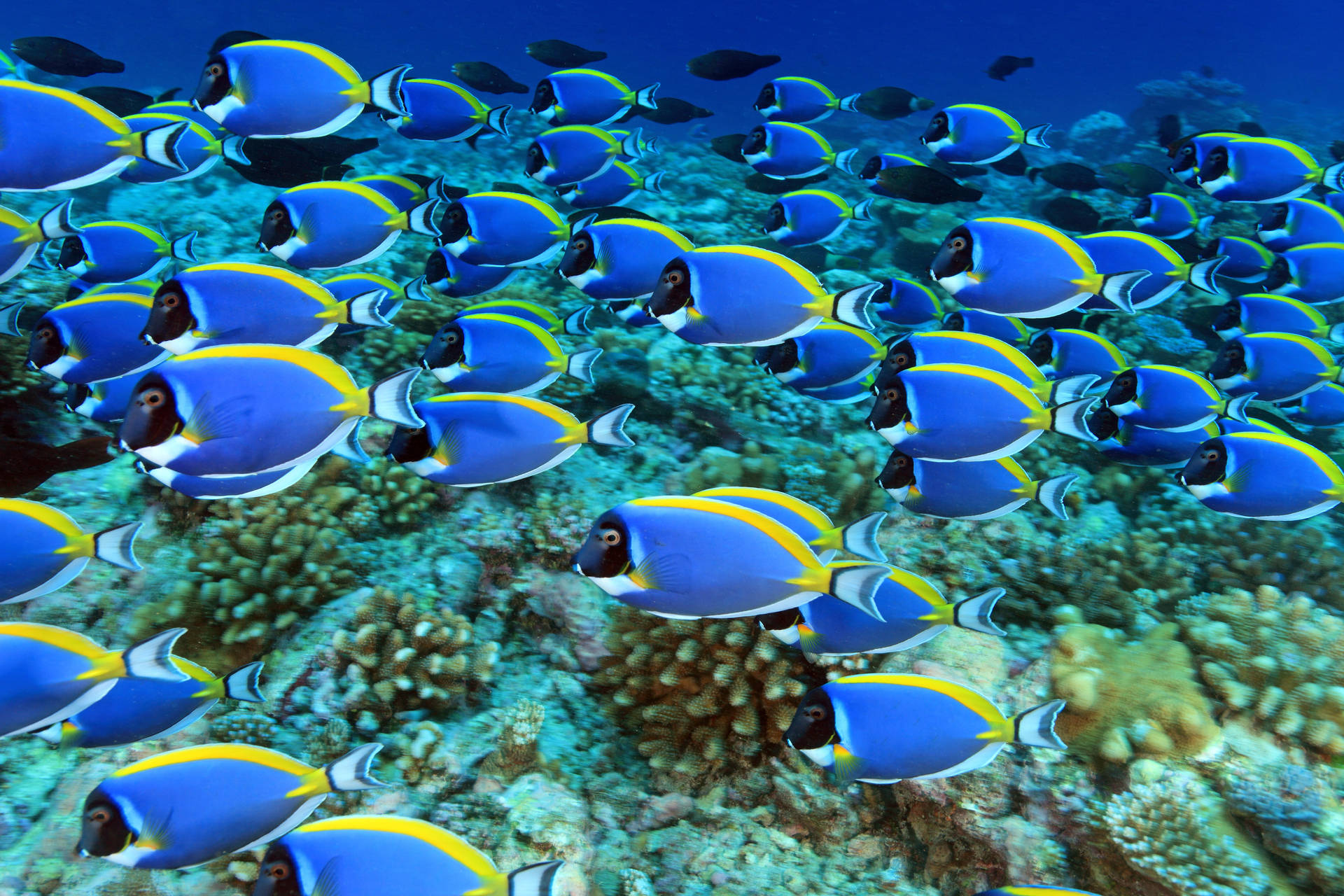 Blue Tang Shoal 4k Ultra Hd Fish Wallpaper