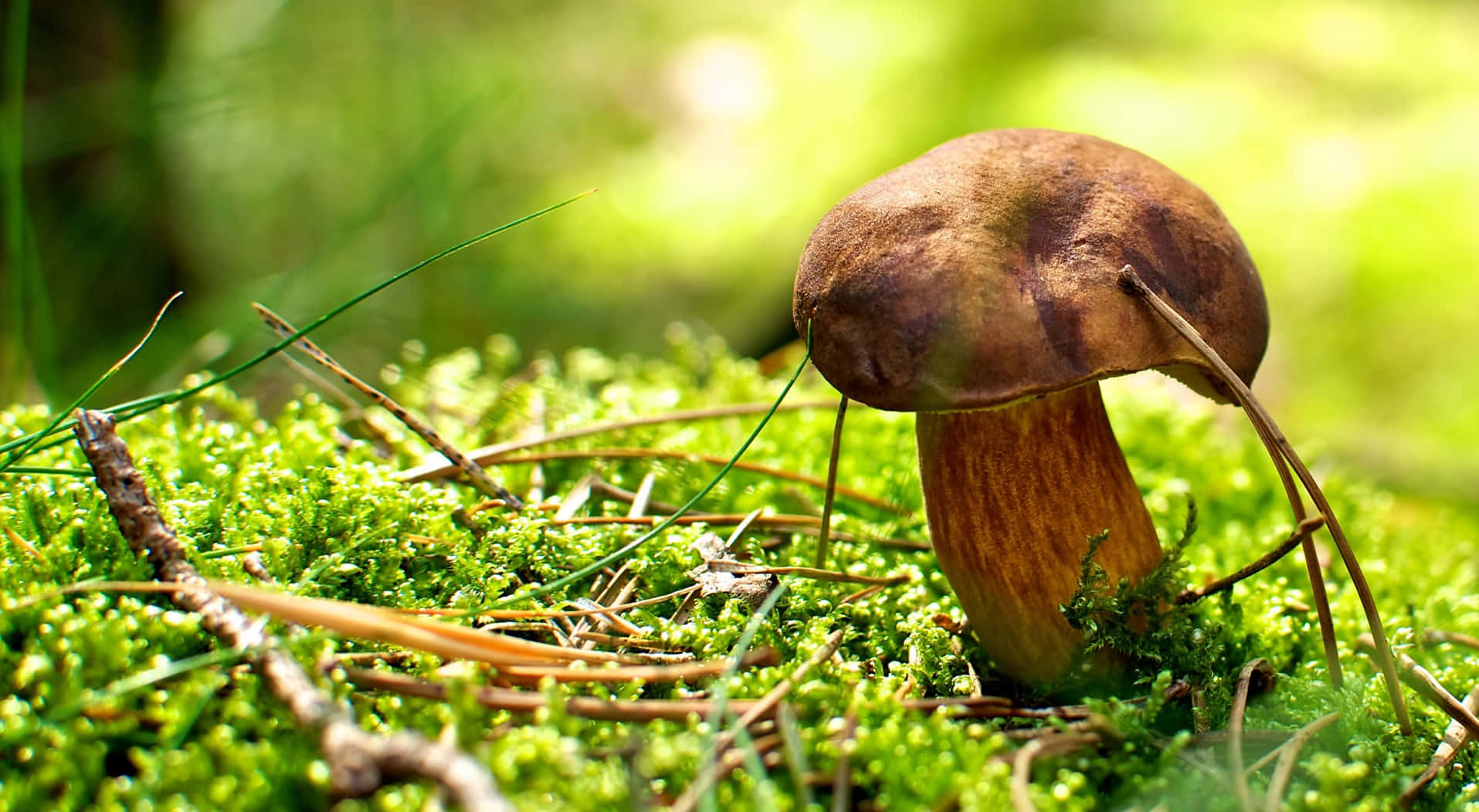 Boletus Mushroom Brown Cap And Stalk Fungus Wallpaper