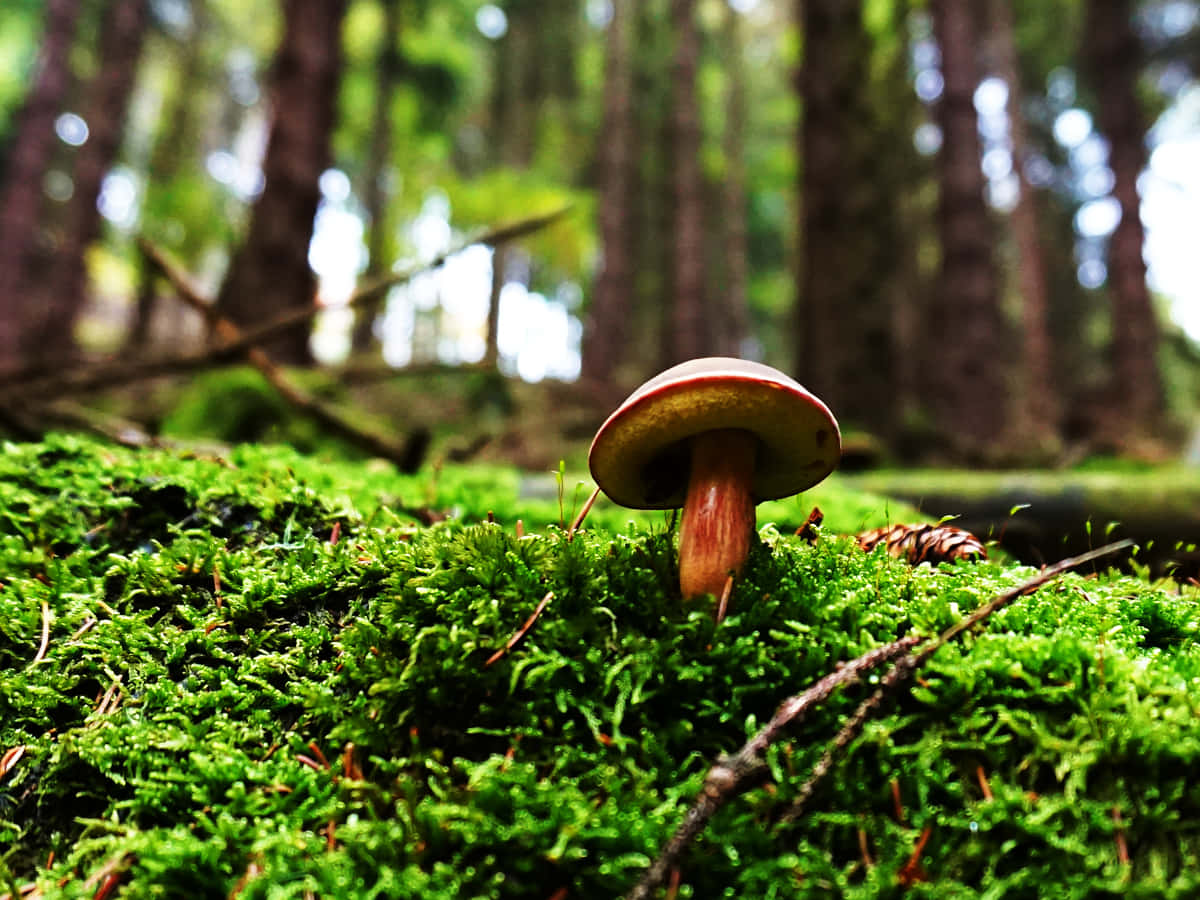 Boletus Mushroom On Mossy Forest Ground Wallpaper