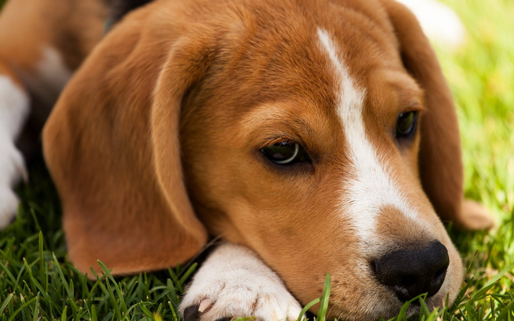 Bored Beagle Headshot Wallpaper