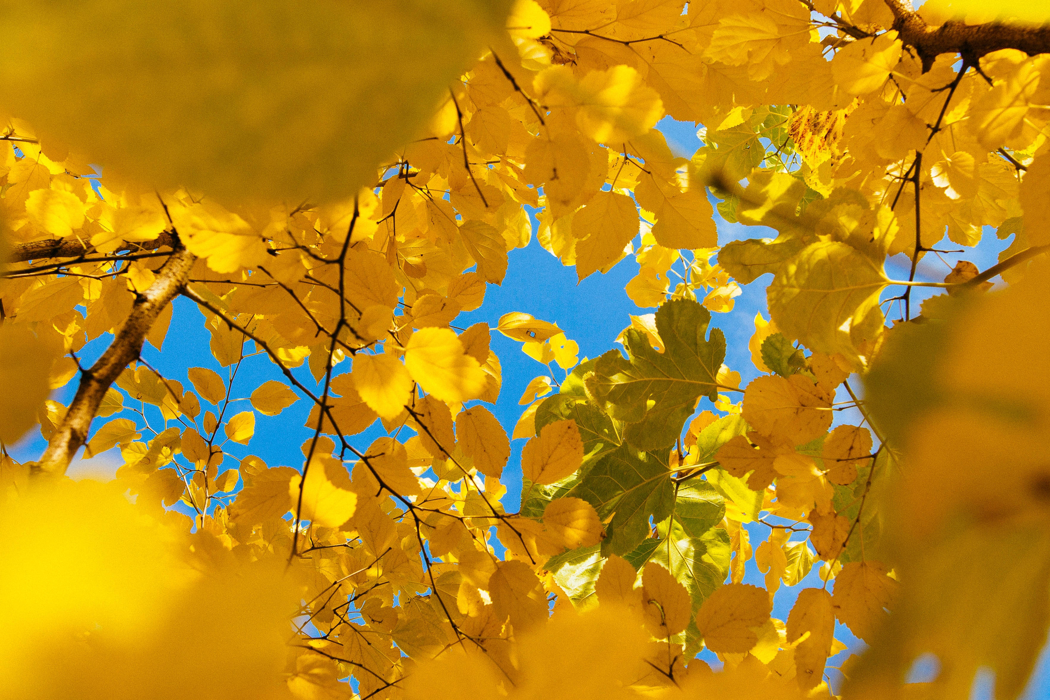 Bright Yellow Aesthetic Laptop On A Blooming Flower Background Wallpaper