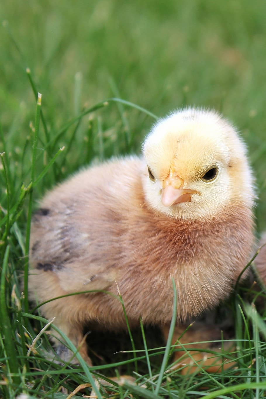 Brown Chick Wallpaper