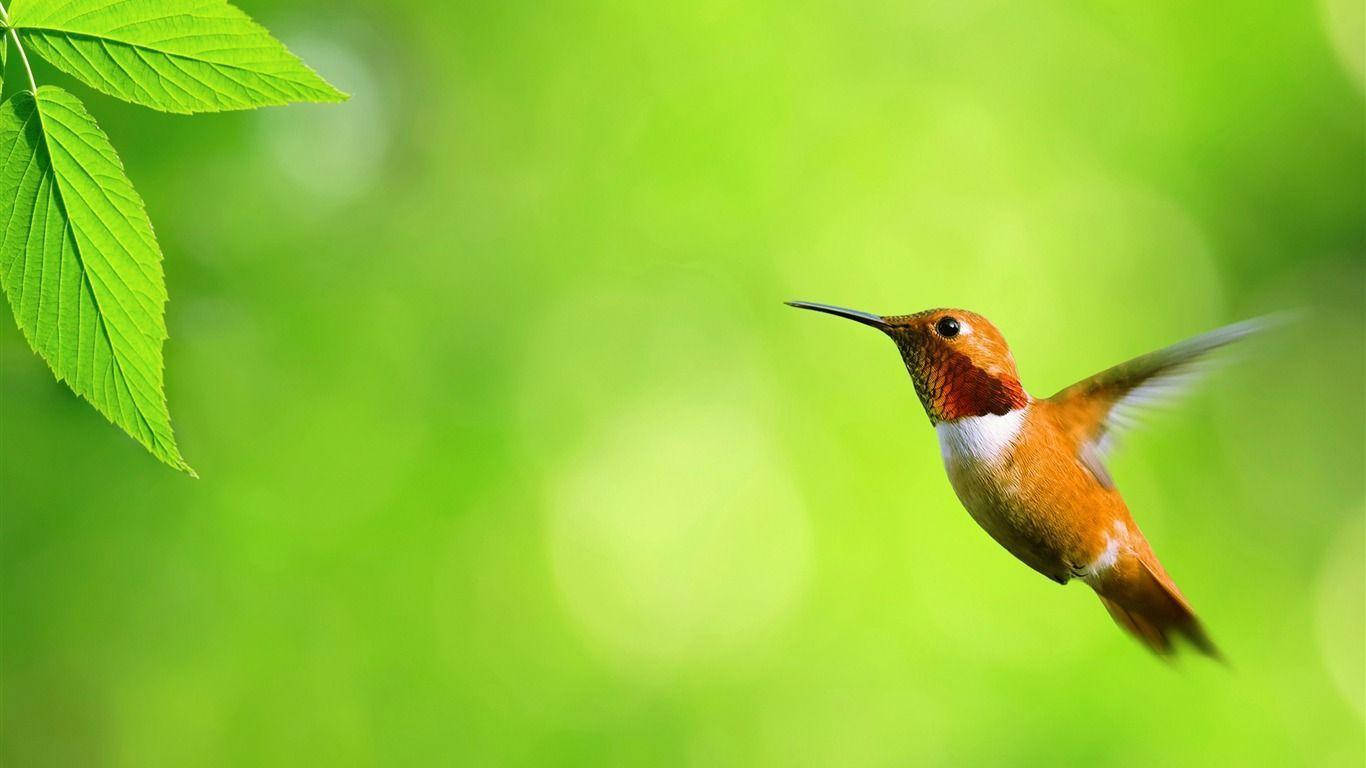 Brown Hummingbird Flying Cute Computer Wallpaper