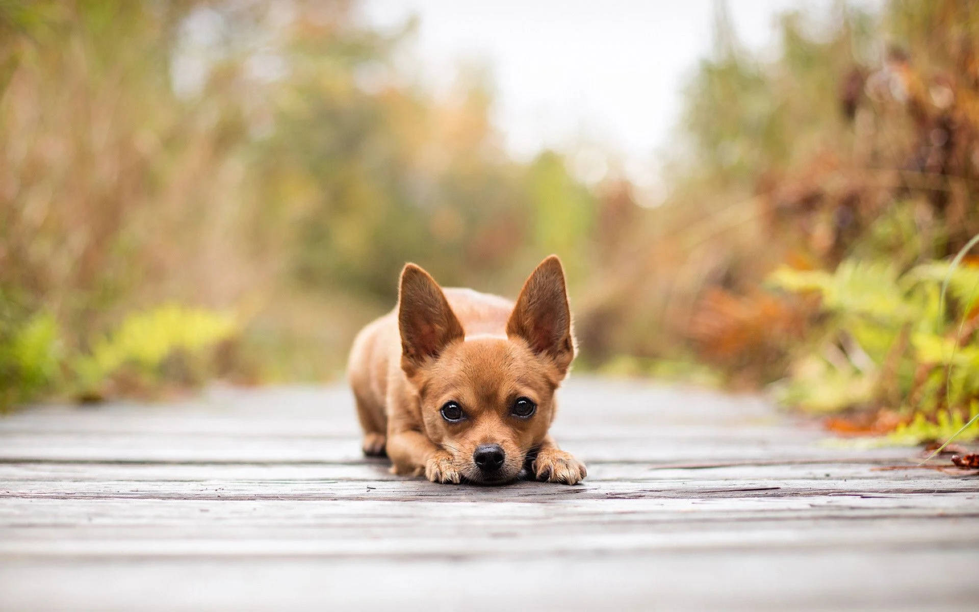 Brown Puppy Dog In Wooden Bridge Wallpaper