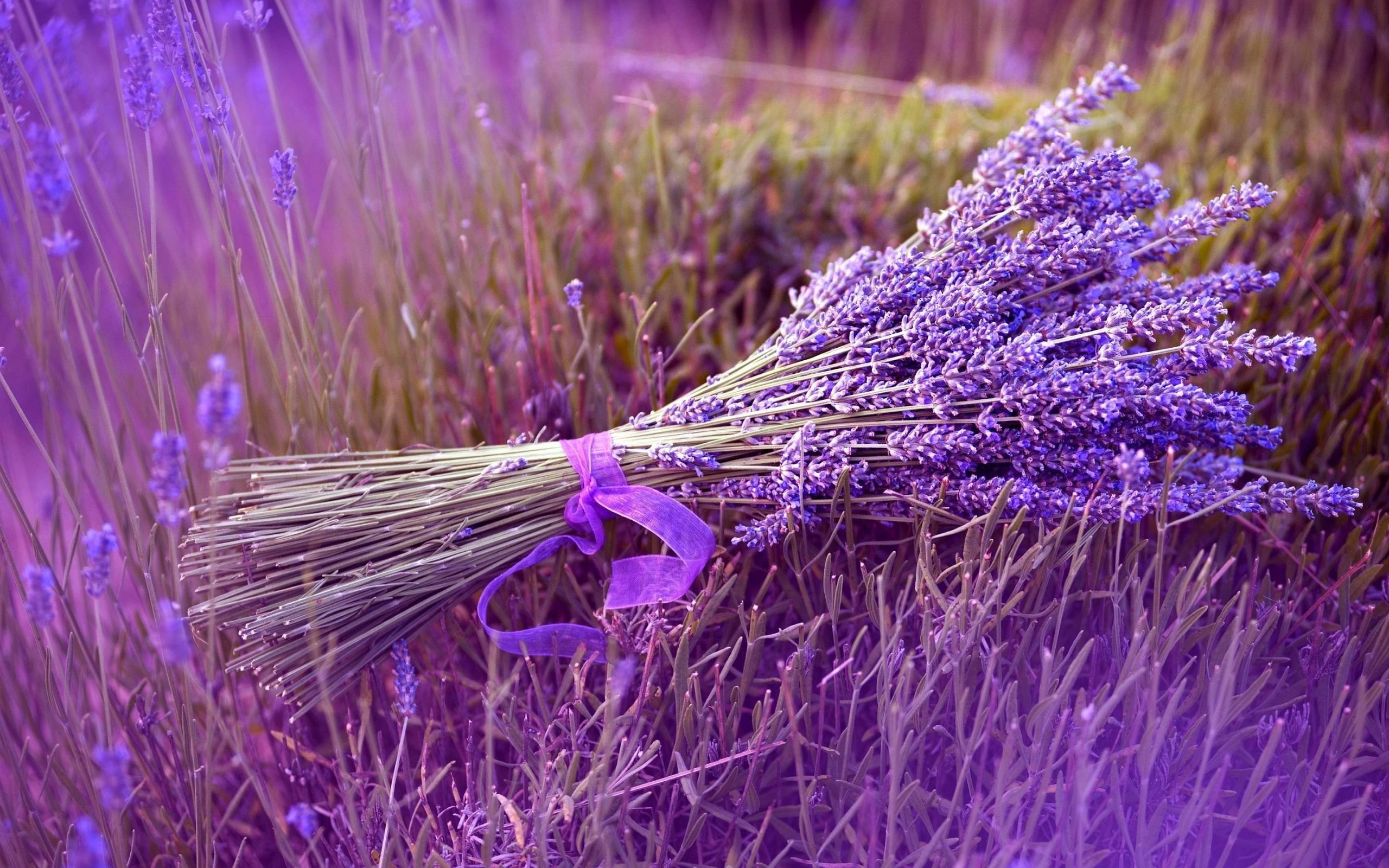 Bundle Of Lavenders On Lavender Desktop Wallpaper