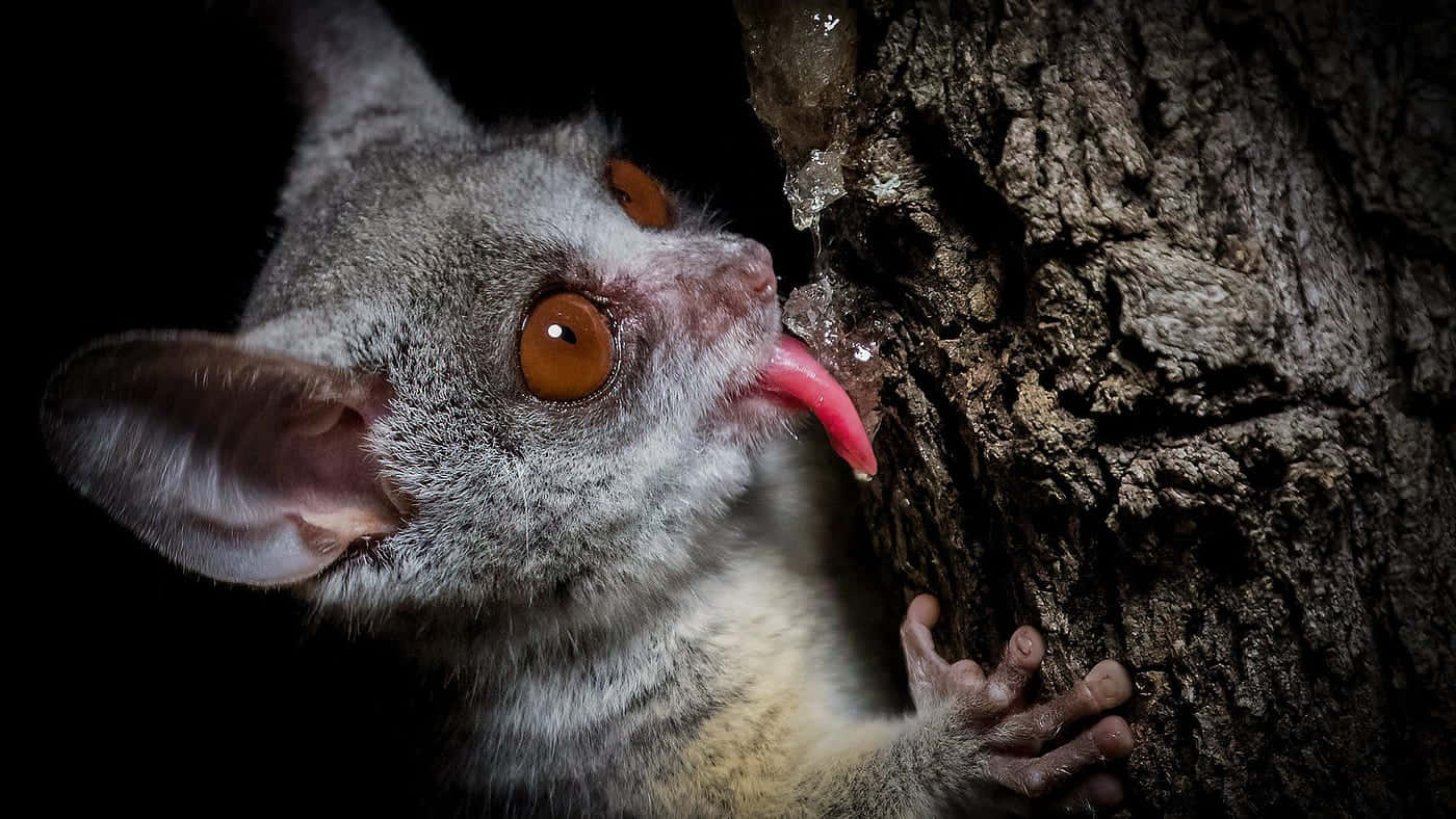 Bush_ Baby_ Licking_ Tree_ Sap Wallpaper