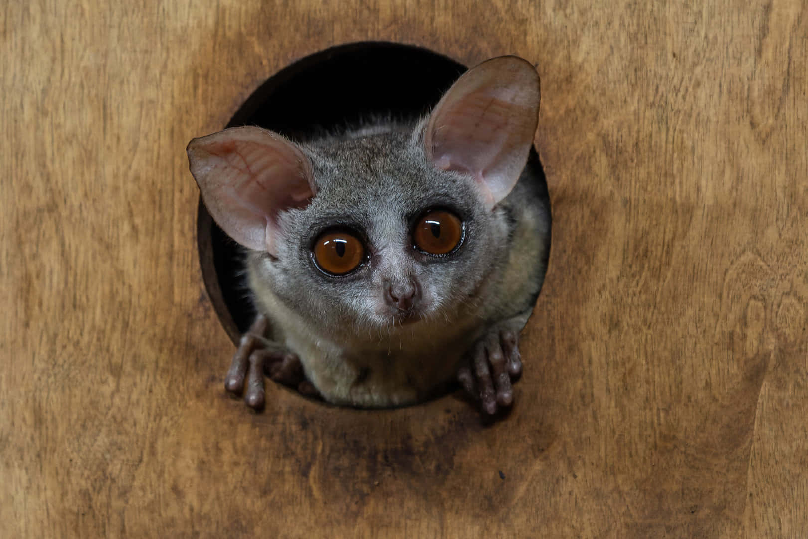 Bush Baby Peeking Outof Hole Wallpaper