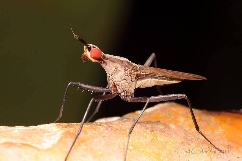 Cactus Fly Wallpaper