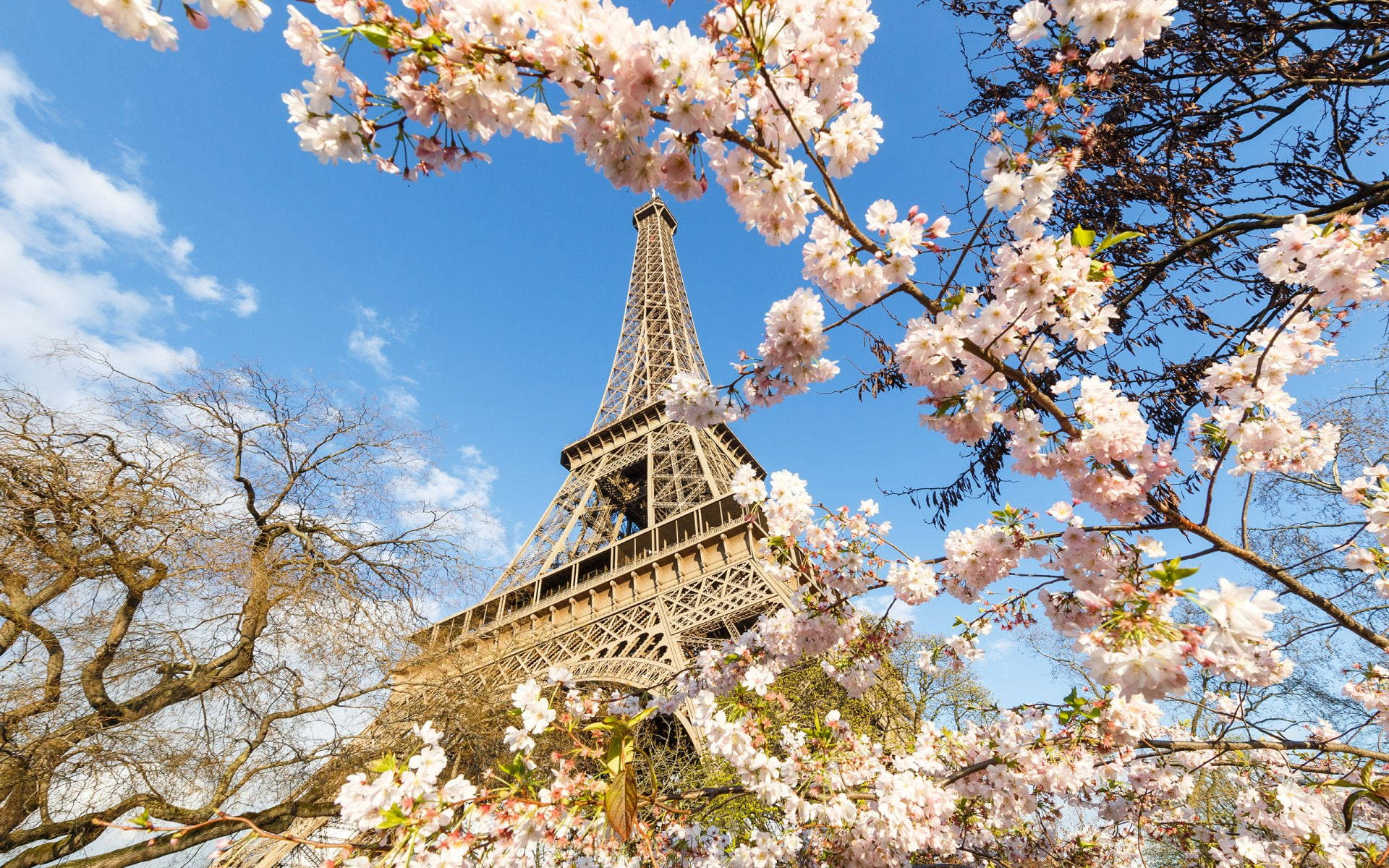 Caption: Dazzling Pink Eiffel Tower At Twilight Wallpaper