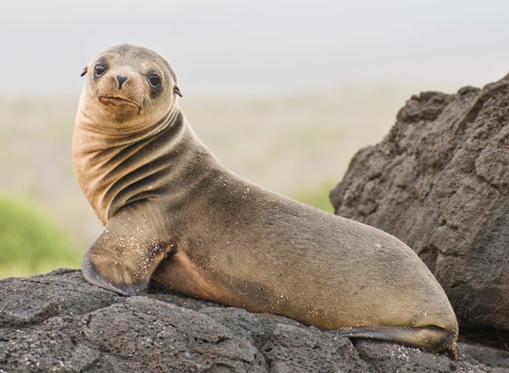 Caption: Majestic Sea Lion Sunbathing On Rocky Coastline Wallpaper