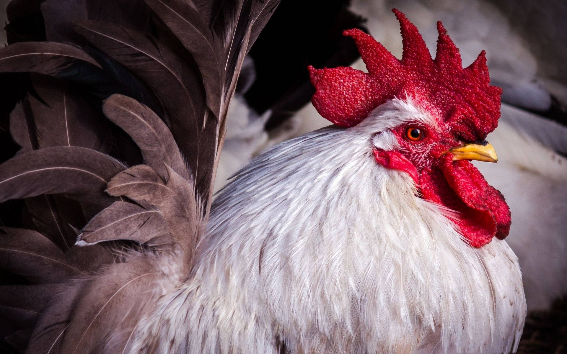 Caption: Stunning White Rooster Flaunting Black Sickle Feathers Wallpaper