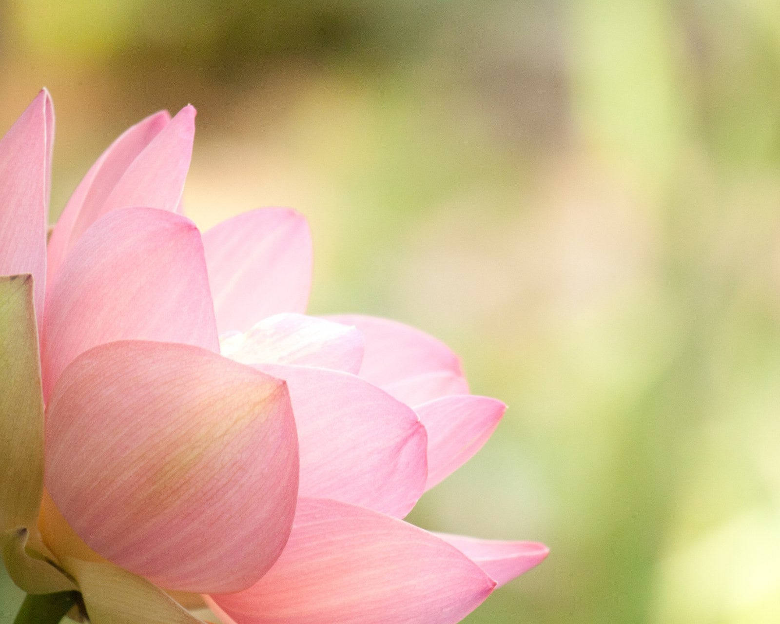 Caption: Tranquil Elegance: A Lotus Blooming In Soft Hues Wallpaper