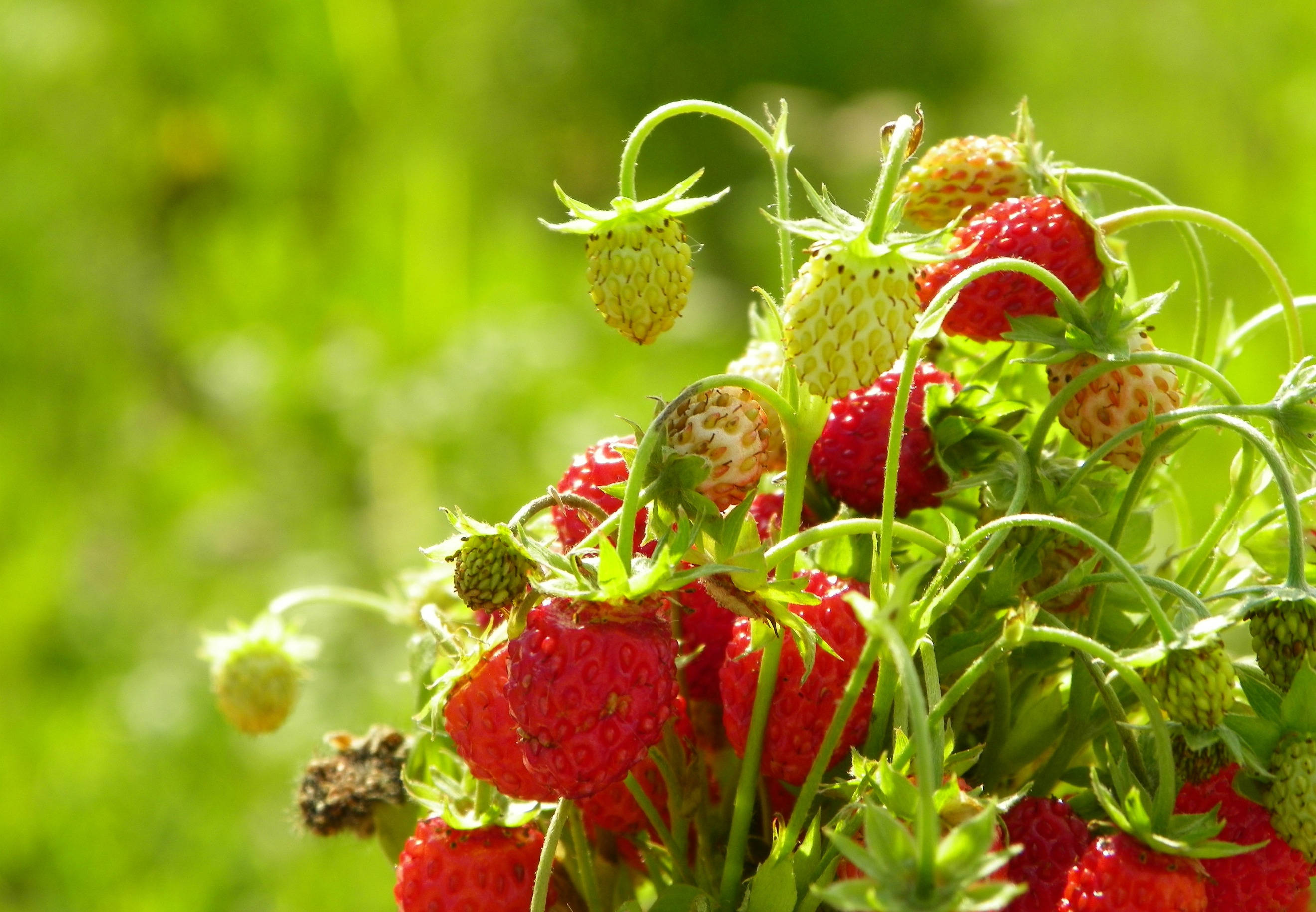 Caption: Vibrant Strawberry Bush On Desktop Wallpaper