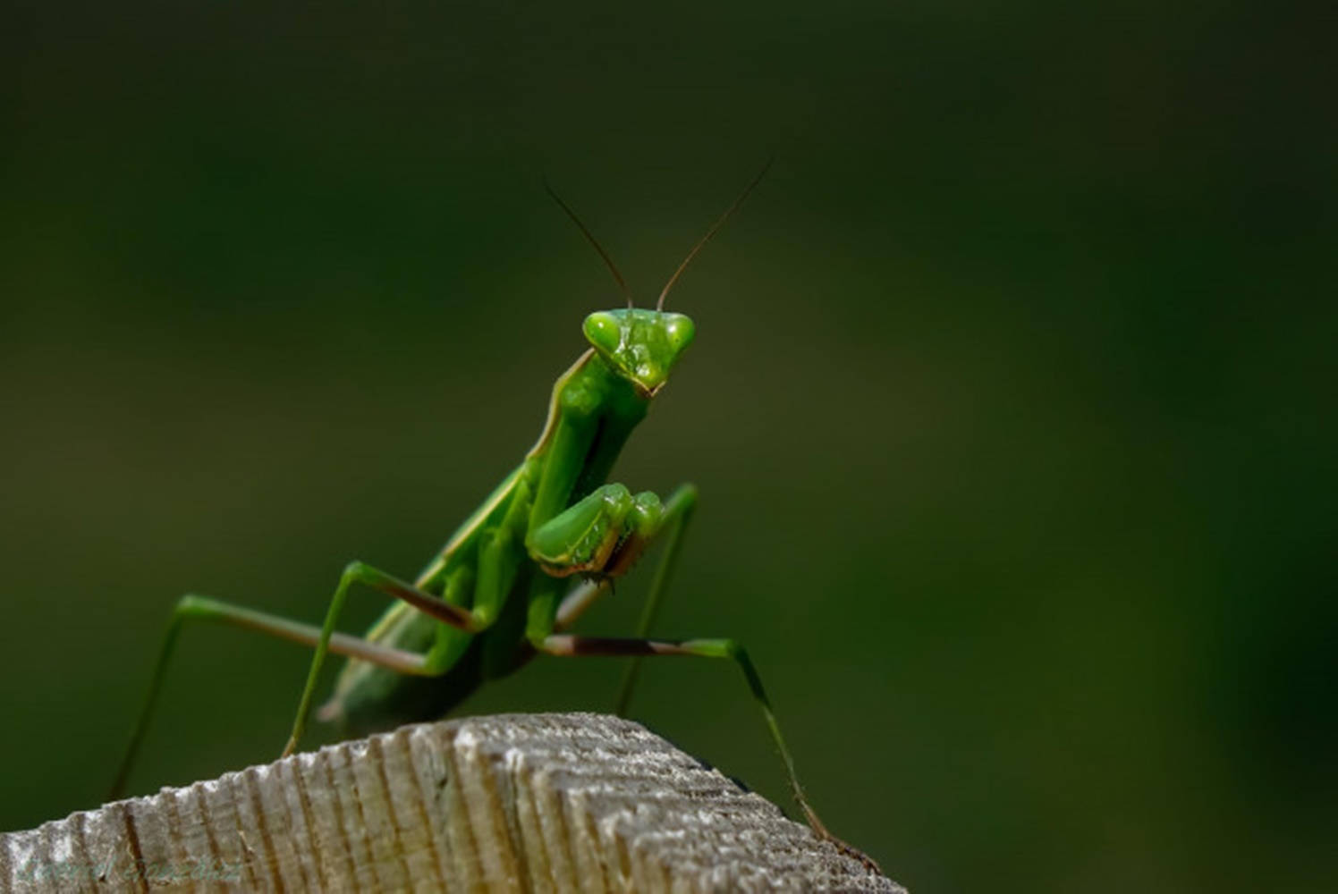 Captivating Gaze Of A Praying Mantis Wallpaper