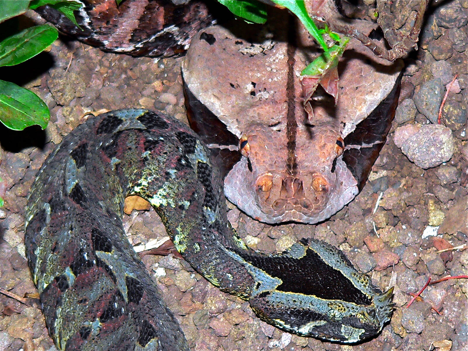 Captive Specimens Gaboon Viper And Rhinoceros Viper Wallpaper