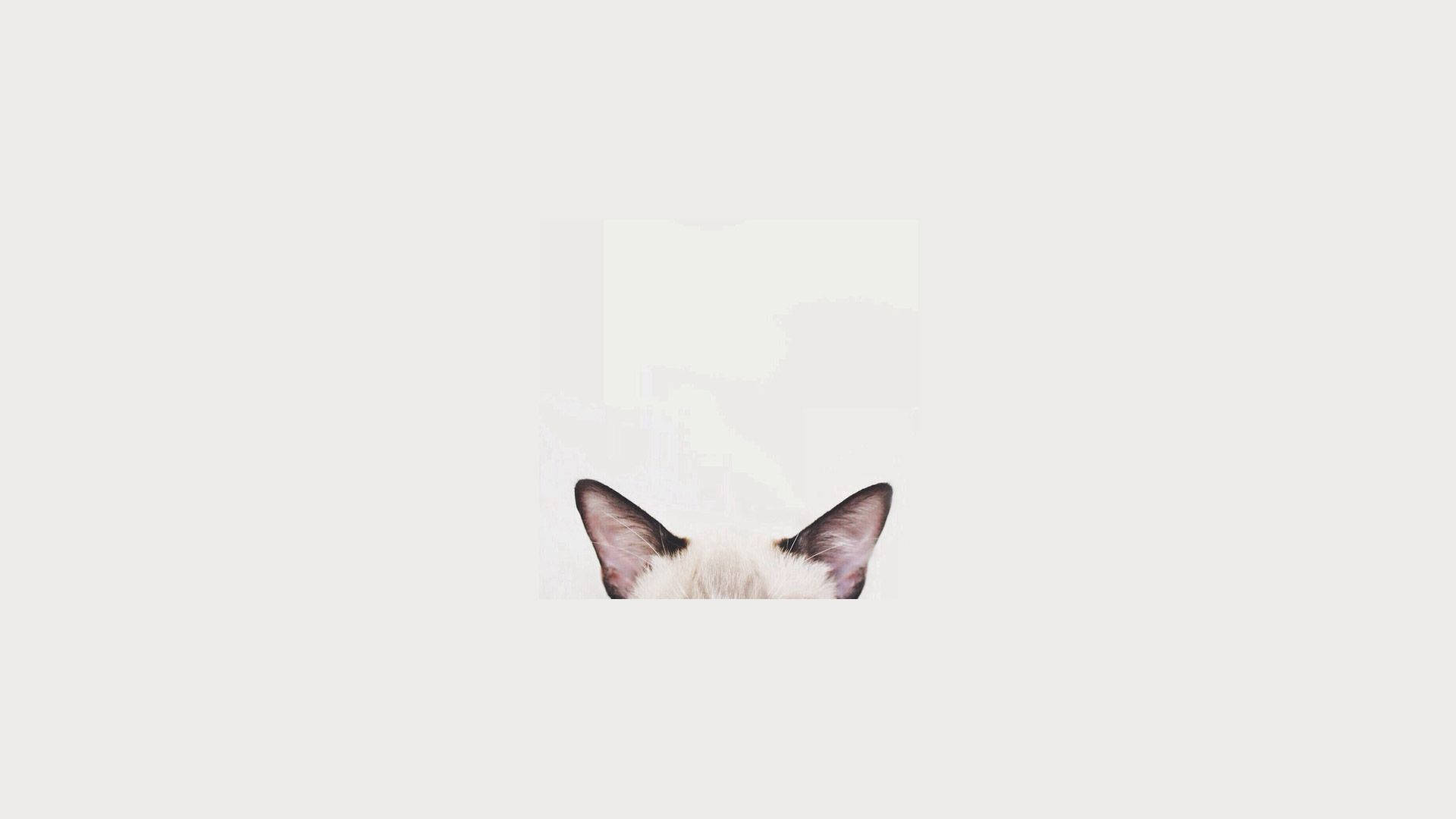 Cat Head Minimalist Aesthetic Laptop Wallpaper