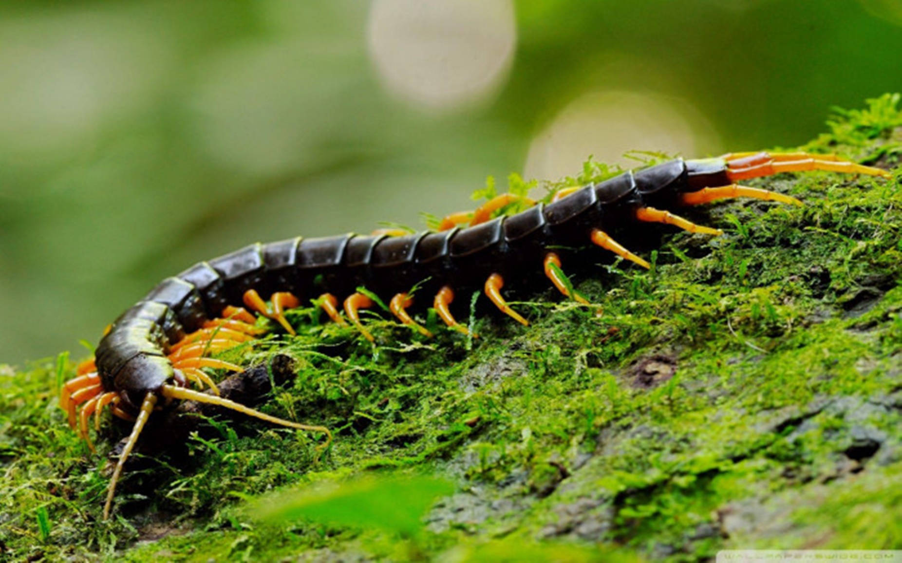 Centipede Black On Mossy Rock Wallpaper