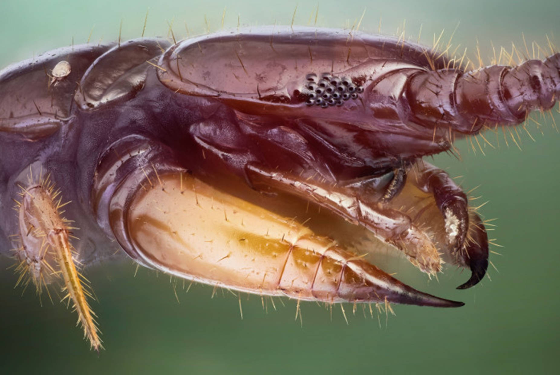 Centipede Face Scary Close-up Wallpaper