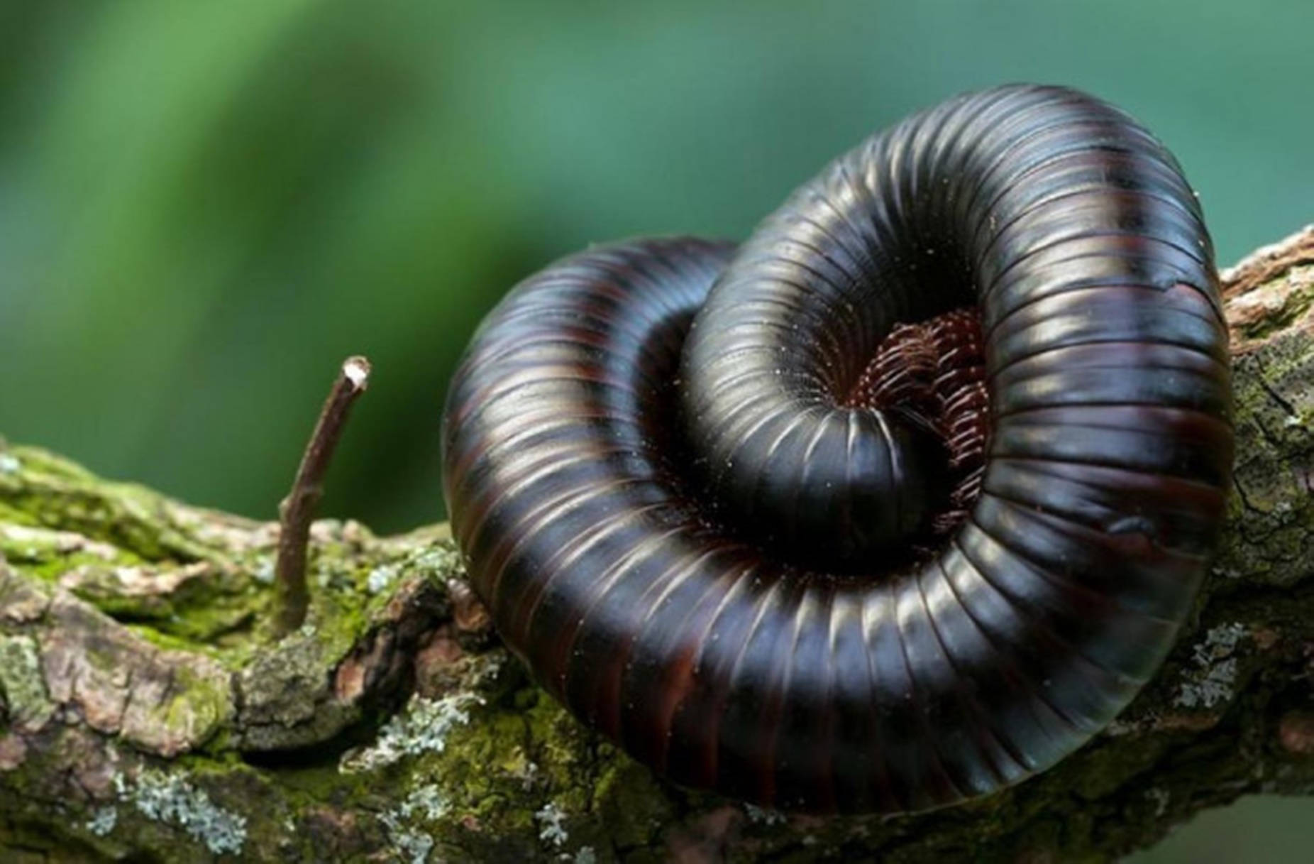 Centipede Giant Curling On Branch Wallpaper